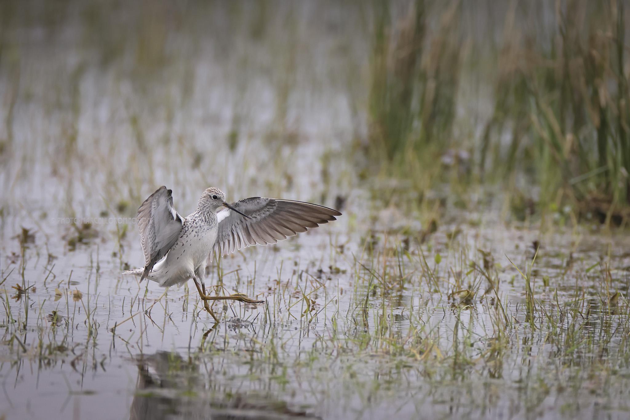 Poelruiter; Marsh Sandpiper; Tringa stagnatilis