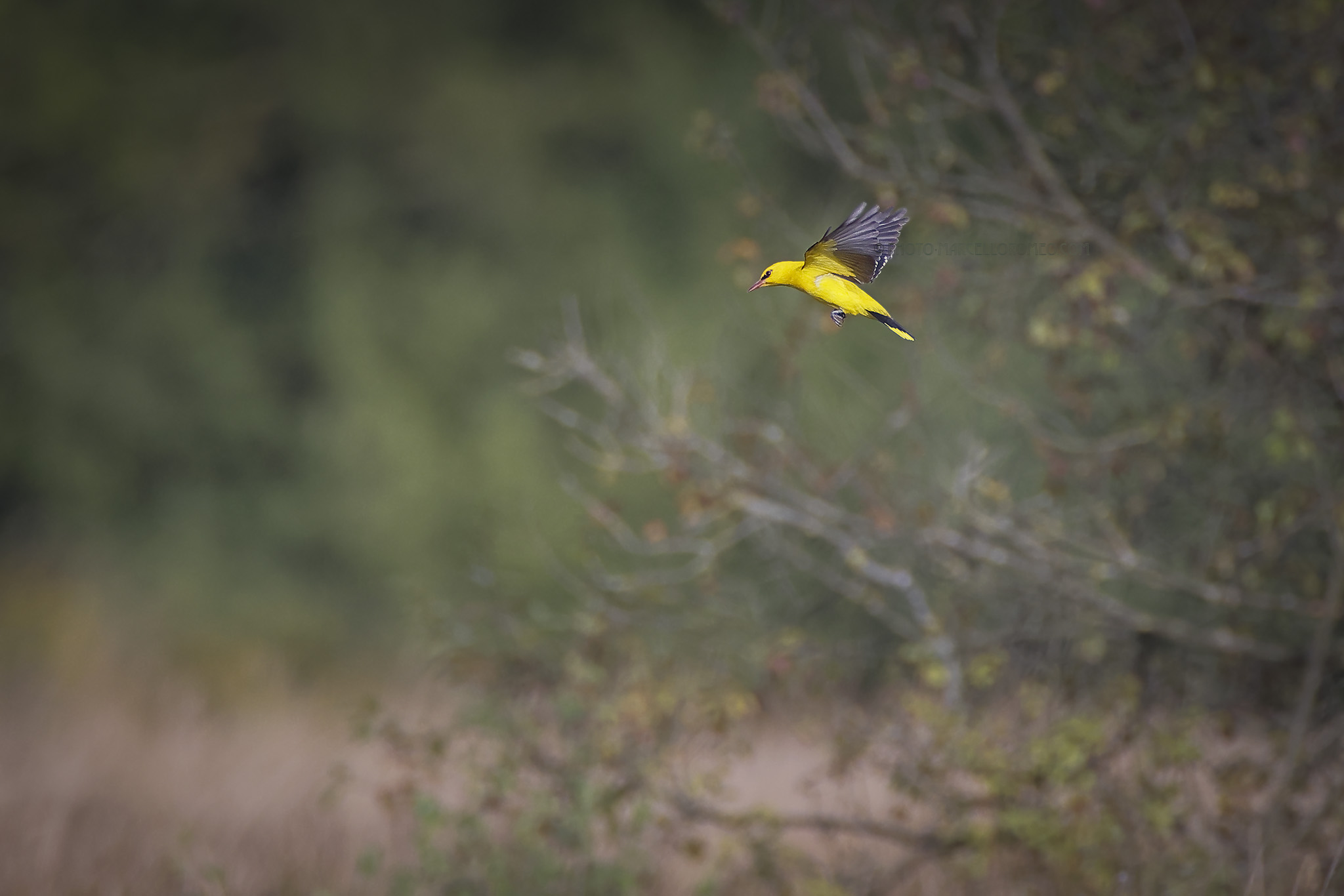 Wielewaal; Eurasian Golden Oriole; Oriolus oriolus