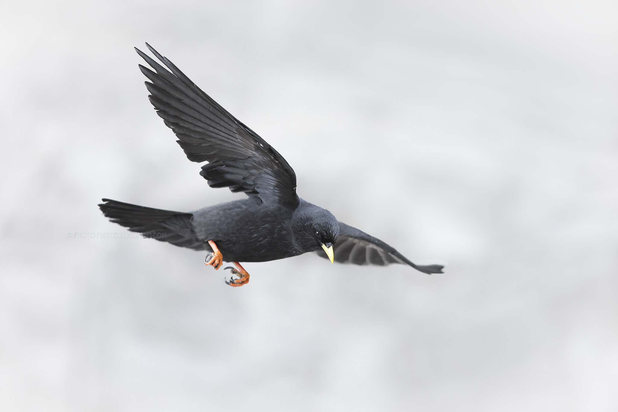 Alpenkauw; Alpine Cough; Pyrrhocorax graculus