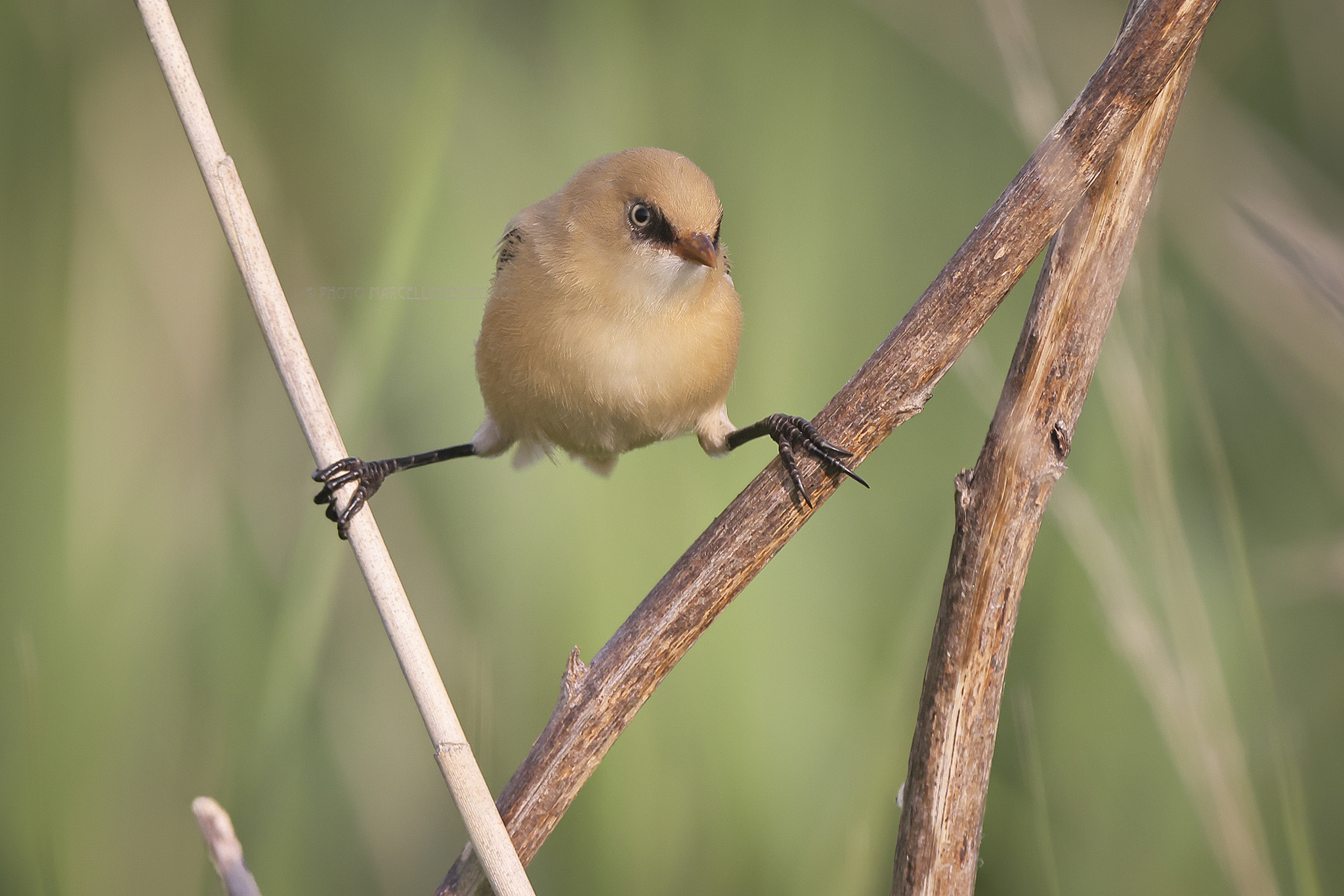 Baardman; Bearded Reedling; Panurus biarmicus