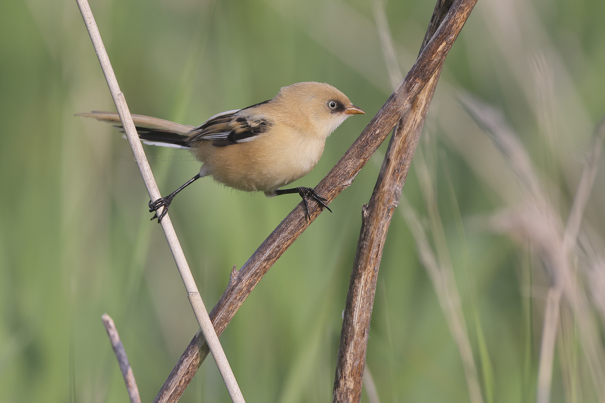 Baardman; Bearded Reedling; Panurus biarmicus