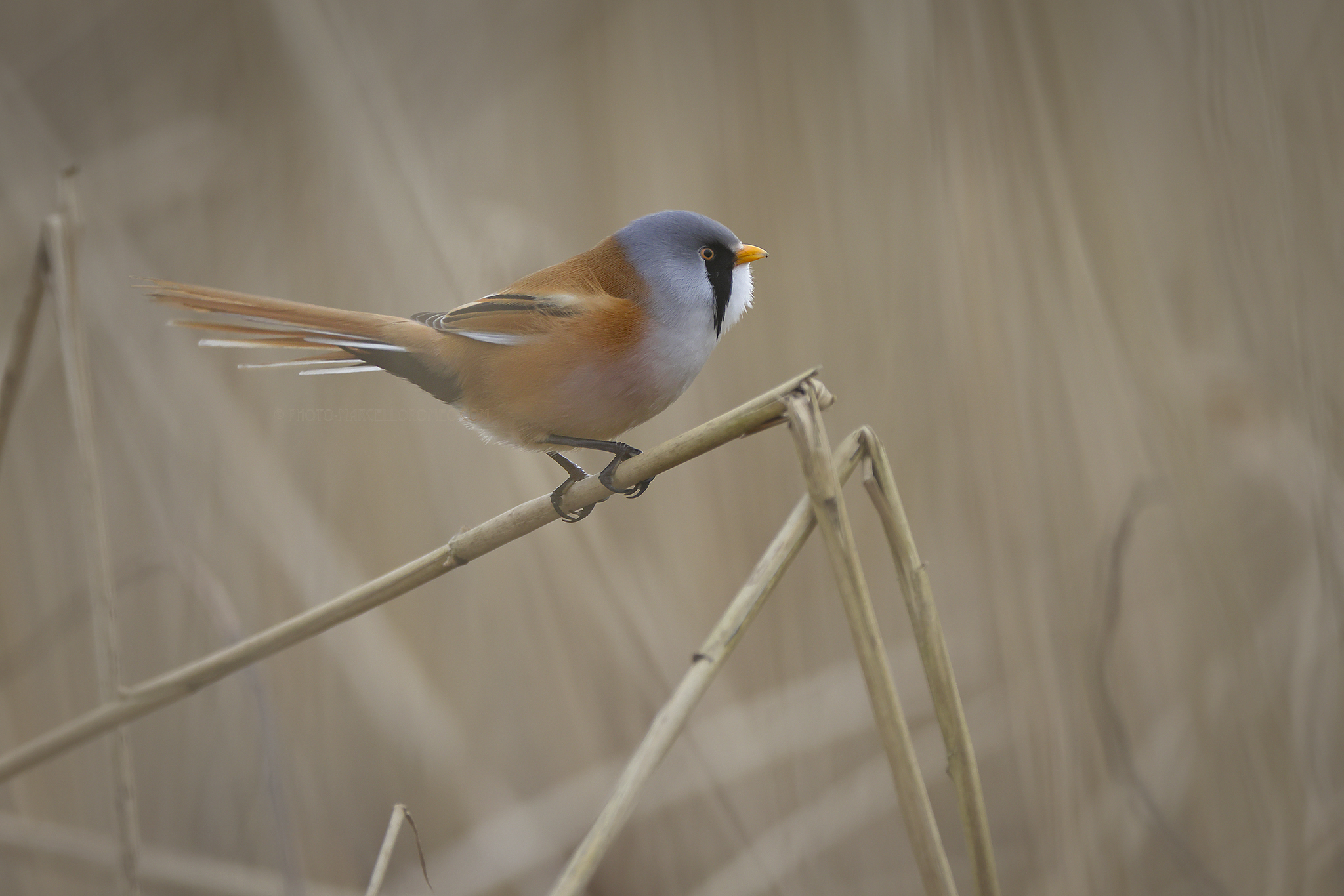 Baardman; Bearded Reedling; Panurus biarmicus