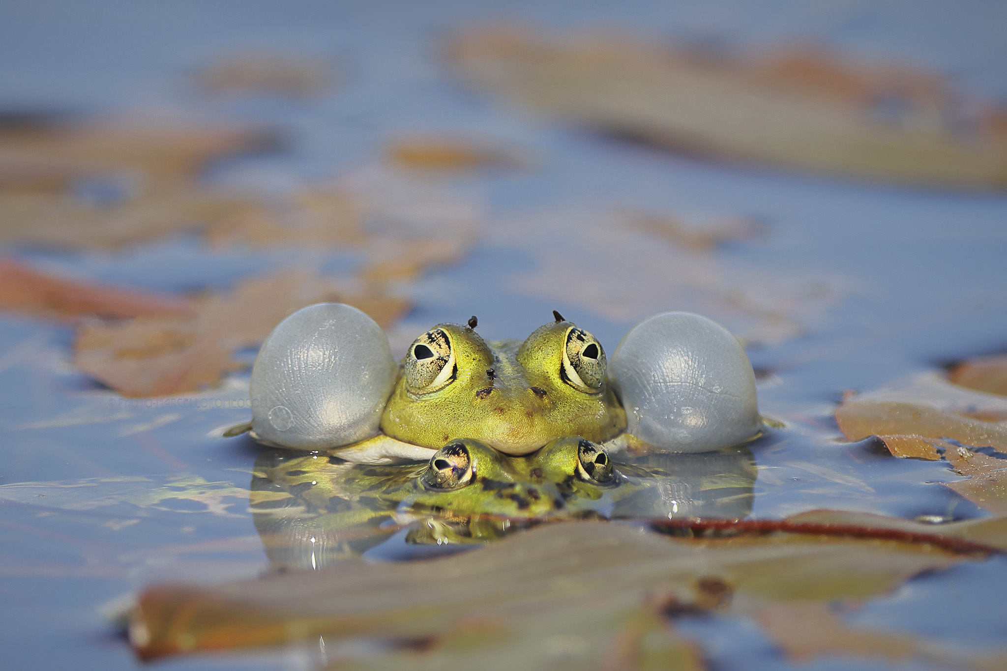 Bastaardkikker; Edible Frog; Pelophylax kl. esculentus