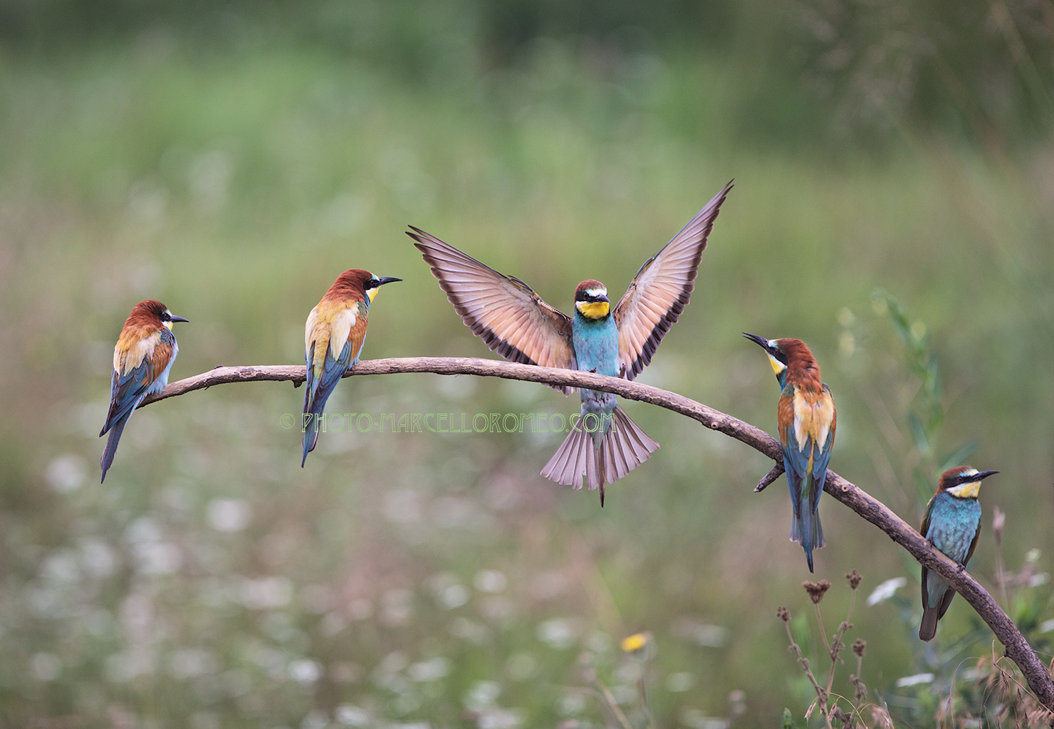 Bee-eaters resting on a branch