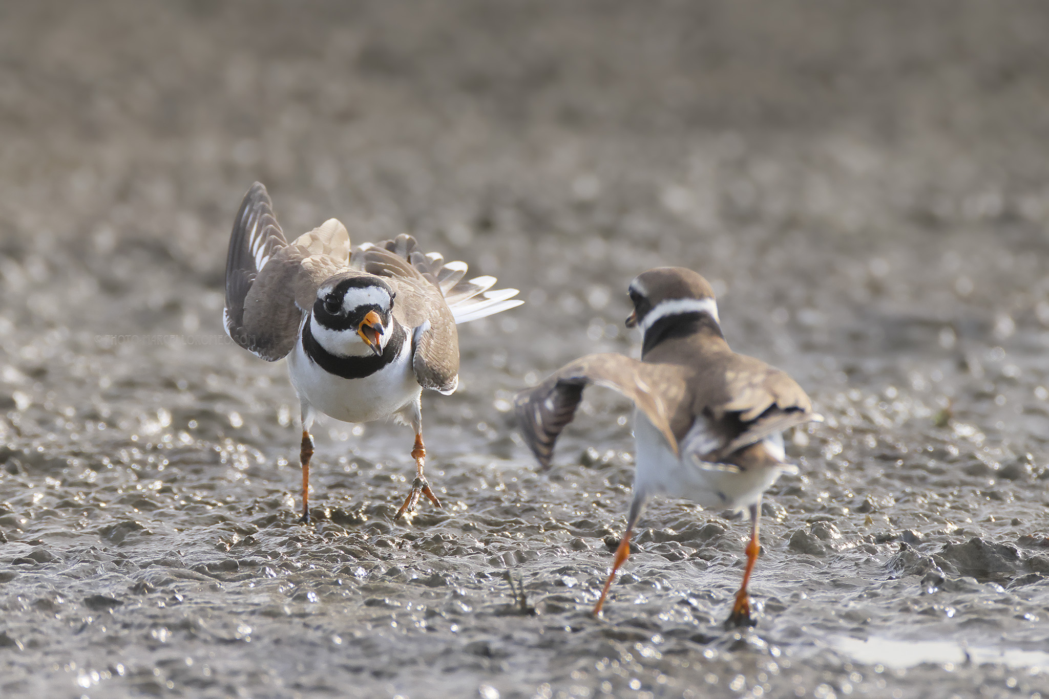 Bontbekplevier; Common Ringed Plover; Charadrius hiaticula