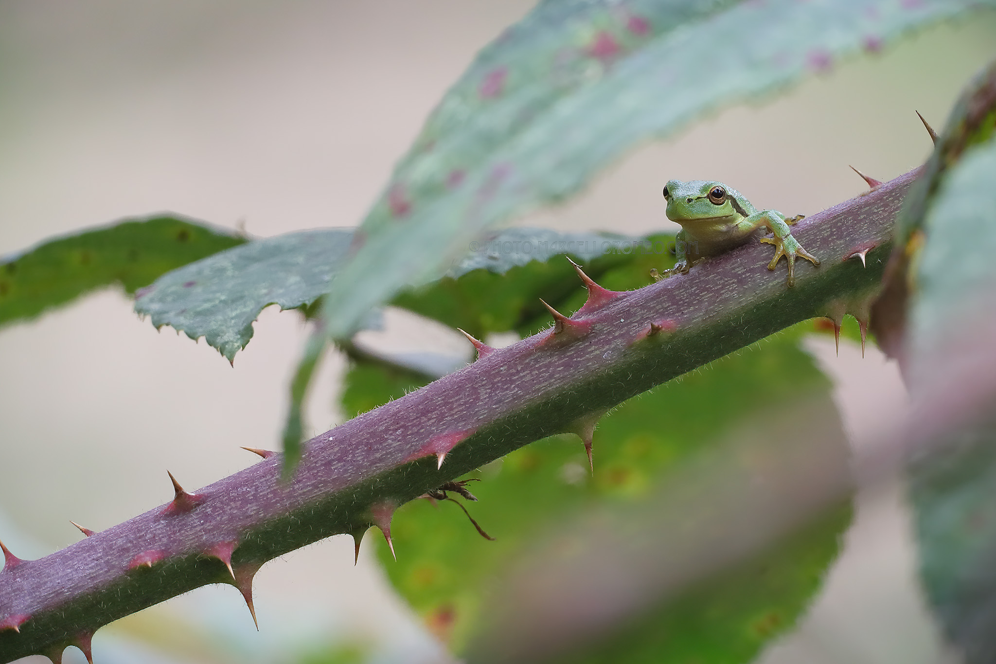 Boomkikker; European Tree Frog; Hyla Arborea