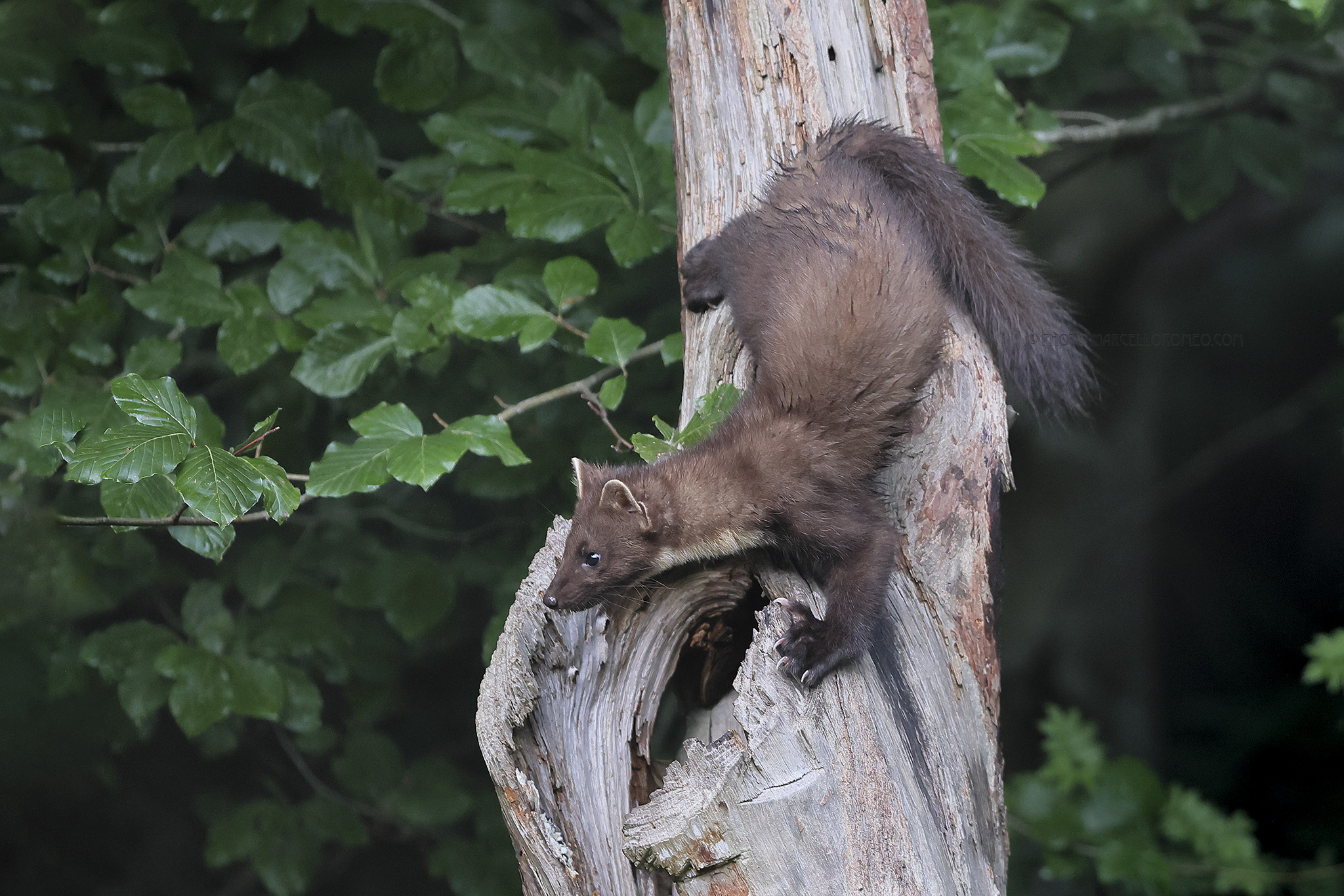 Boommarter-European-Pine-Marten-Martes-martes_marcelloromeo_26A1635