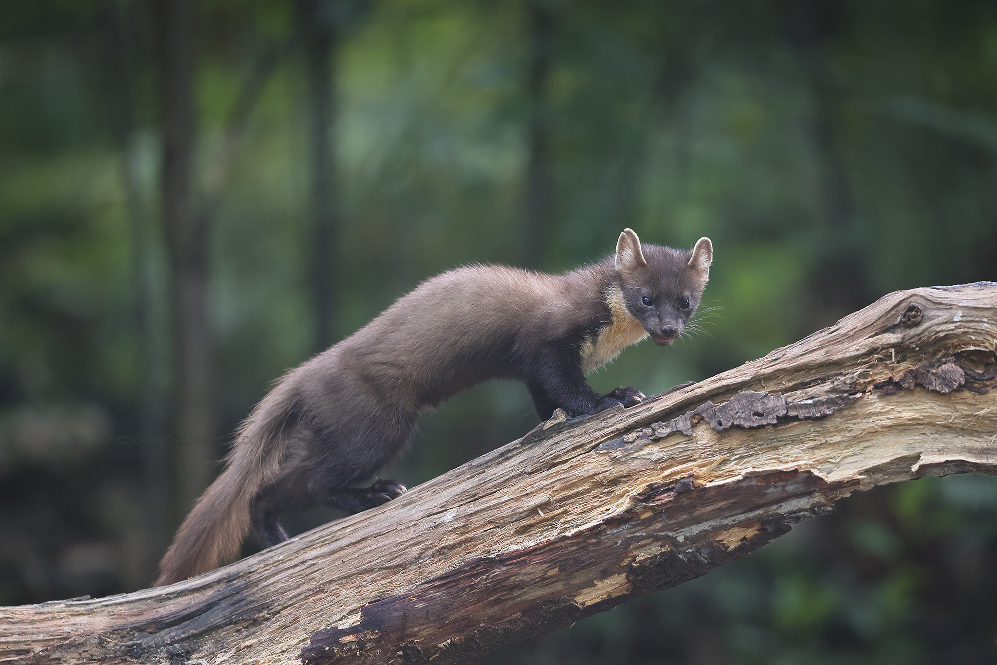 Boommarter; European Pine Marten; Martes martes