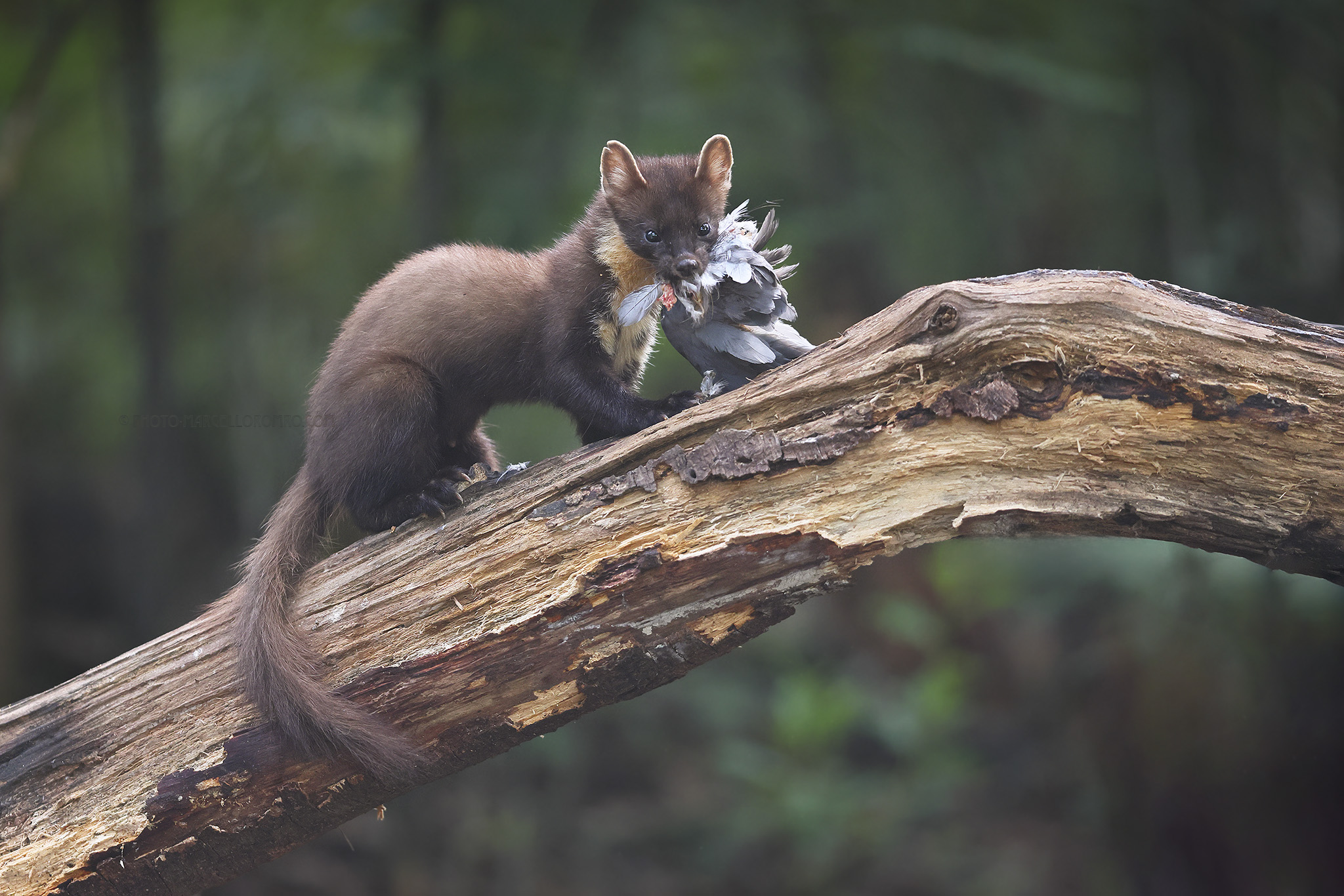 Boommarter; European Pine Marten; Martes martes