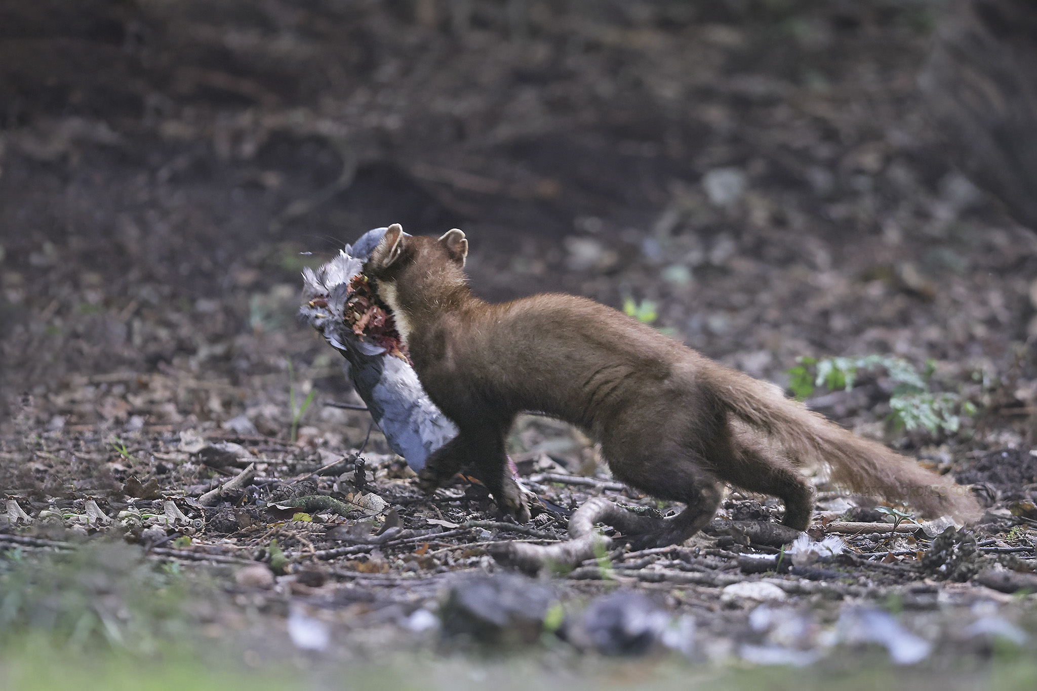 Boommarter; European Pine Marten; Martes martes