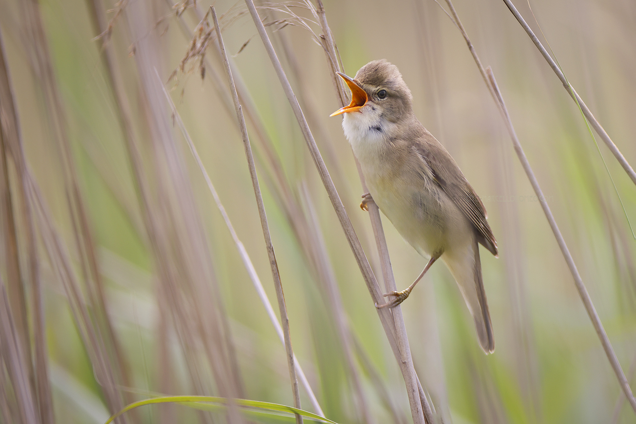 Bosrietzanger; Marsh Warbler; Acrocephalus palustris