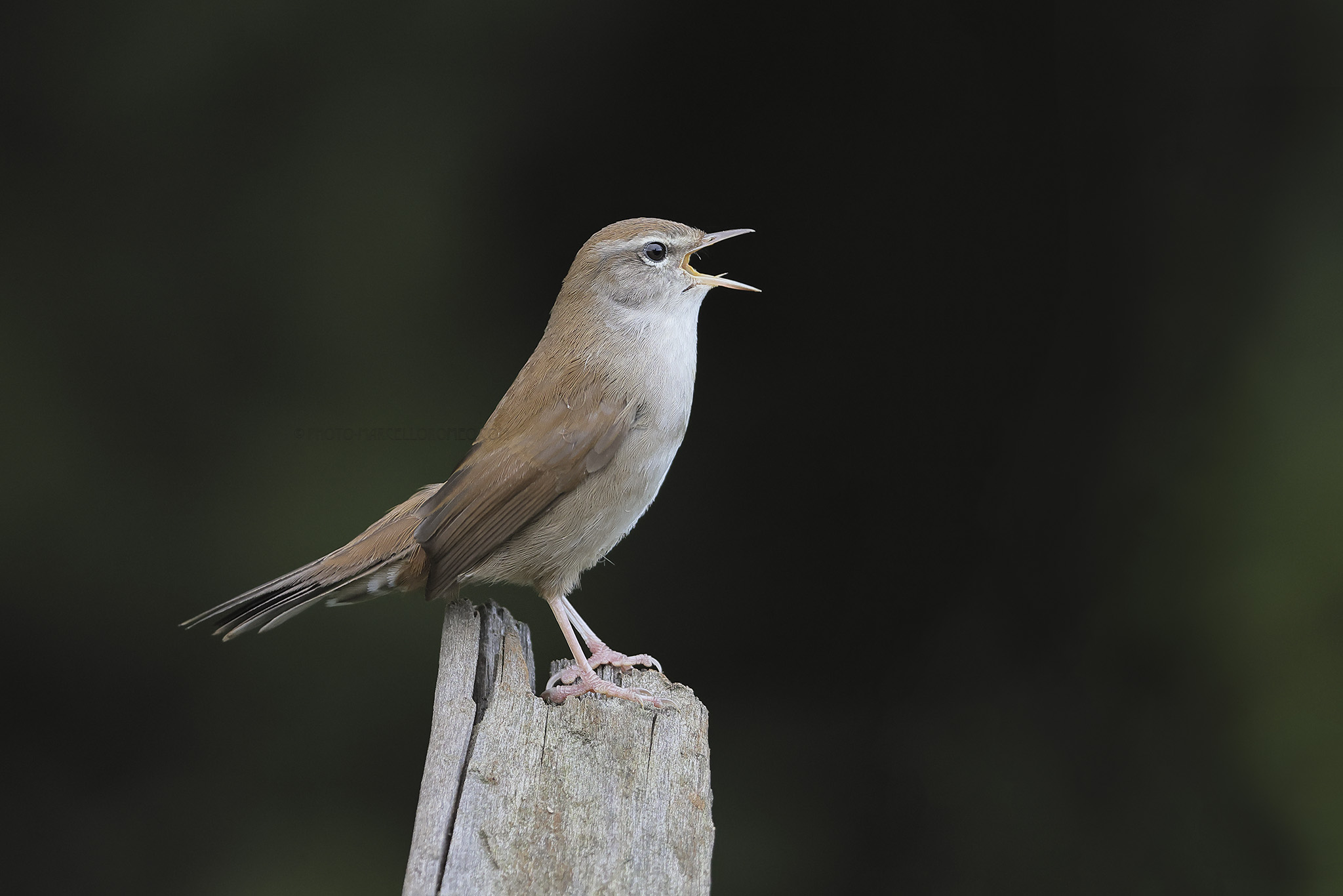 Cetti's Zanger; Cetti's Warbler; Cettia cetti