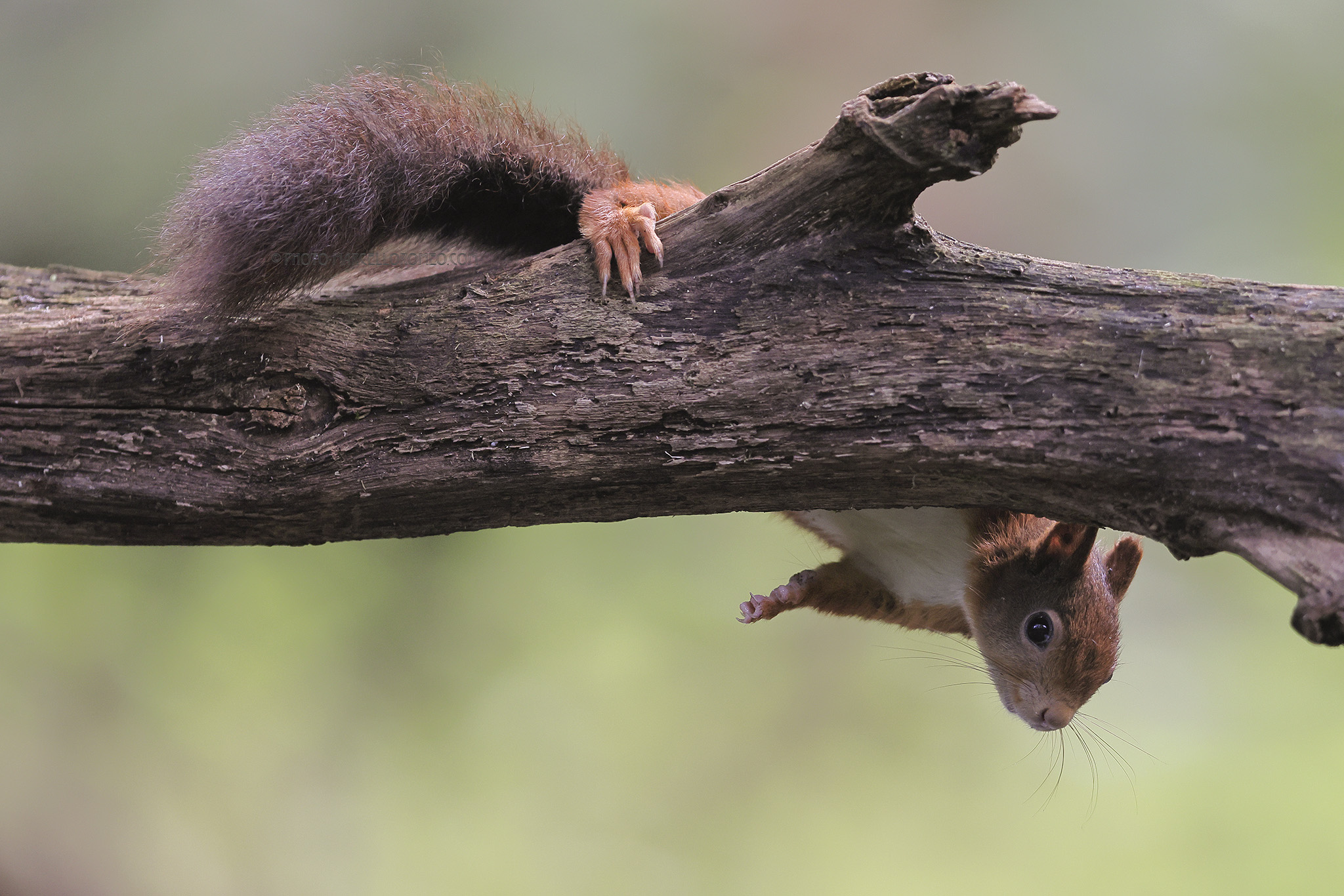 Eekhoorn; Red Squirrel; Sciurus vulgaris