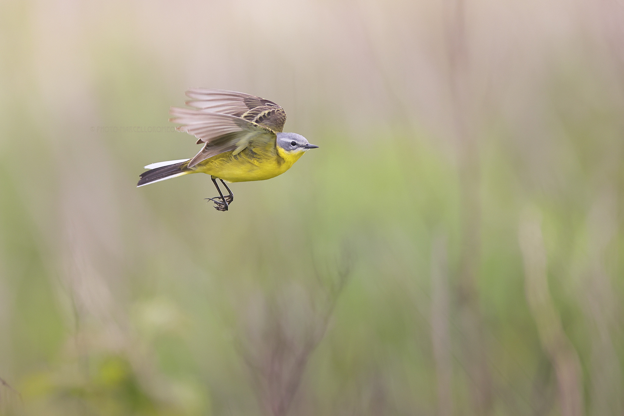 Gele Kwikstaart; Western Yellow Wagtail; Motacilla flava