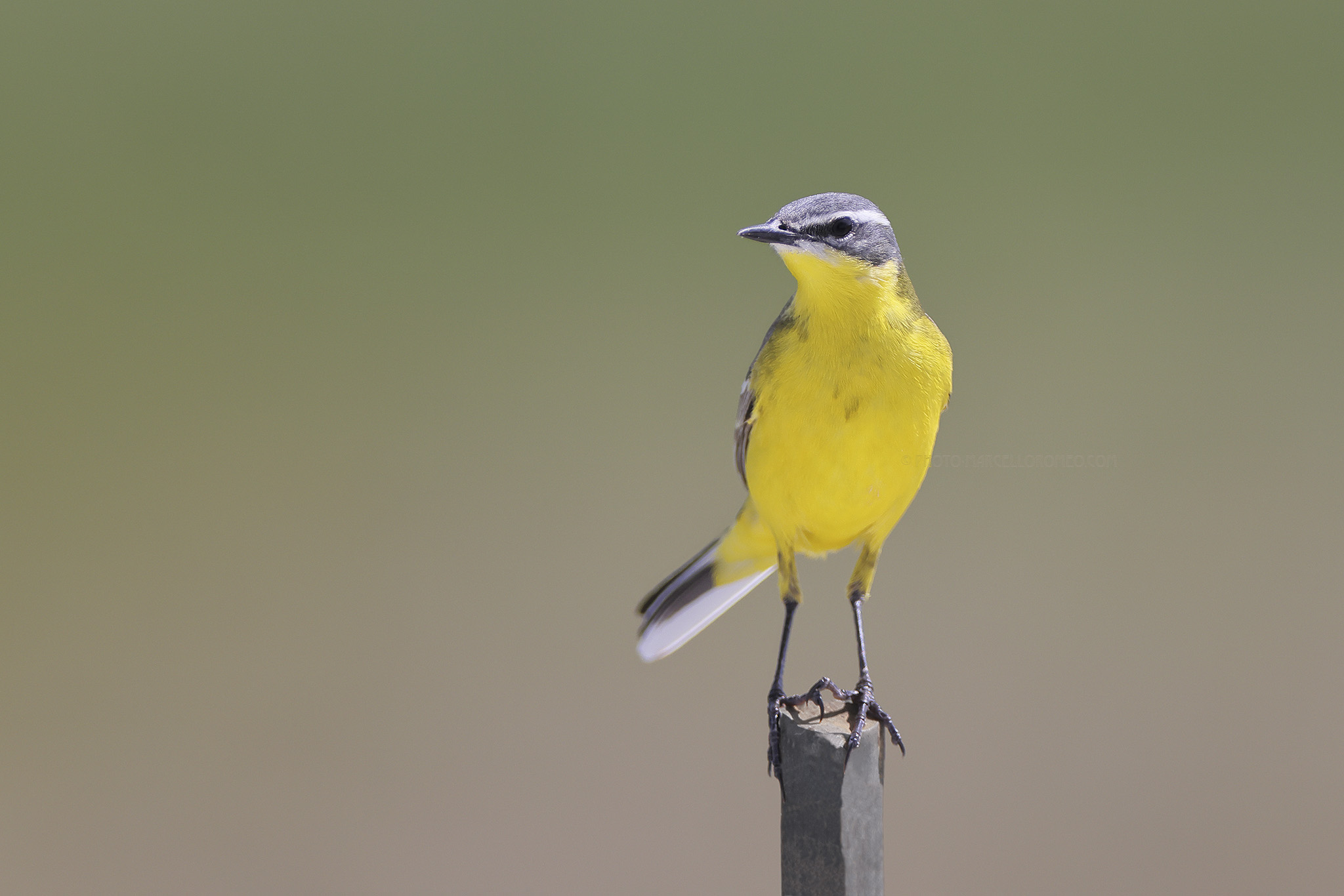 Gele Kwikstaart; Western Yellow Wagtail; Motacilla flava