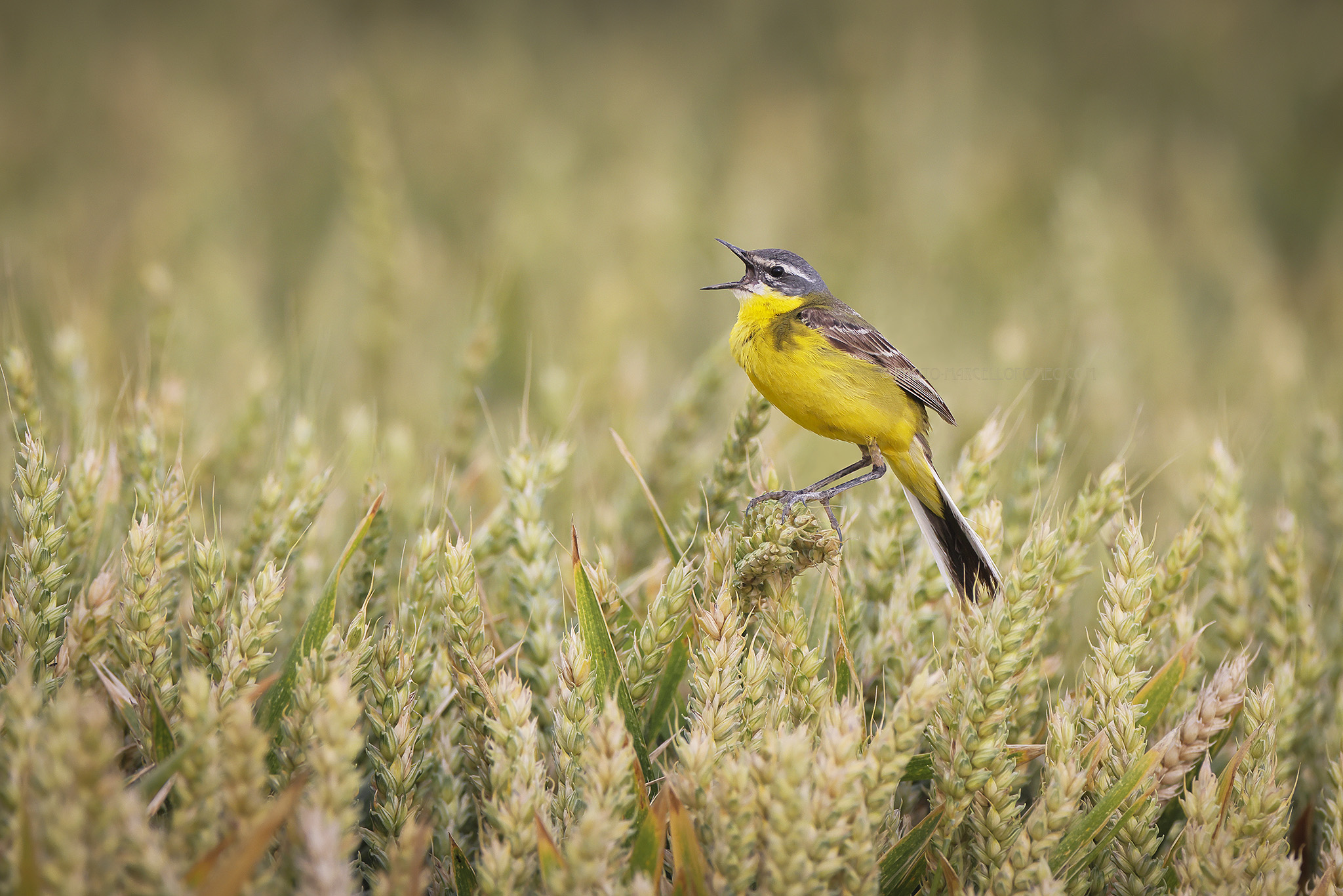 Gele Kwikstaart; Yellow Wagtail; Motacilla flava
