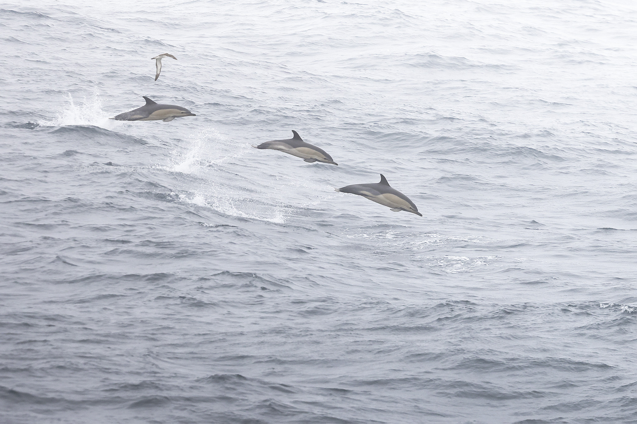 Gewone Dolfijn; Common Dolphin; Delphinus delphis