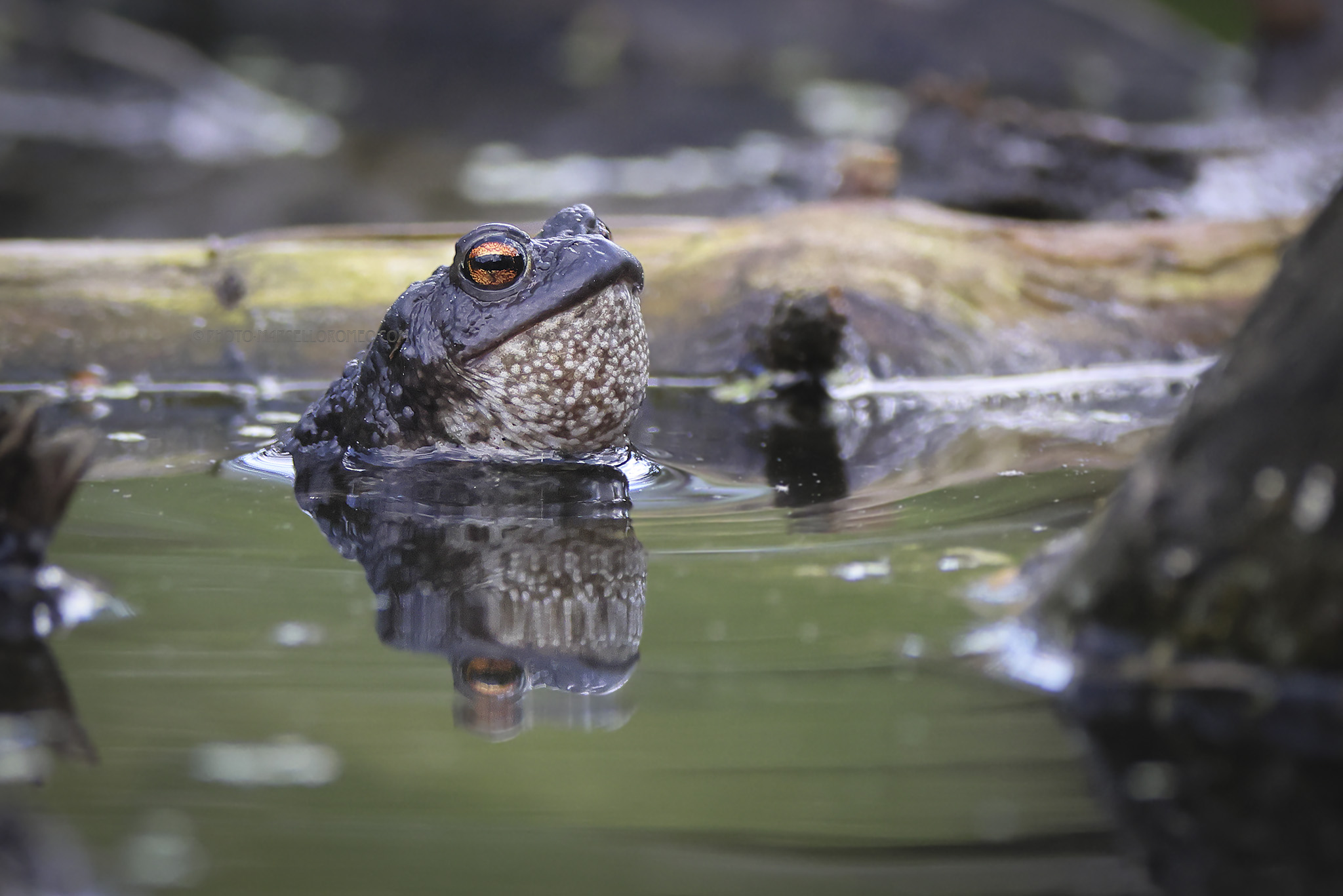 Gewone Pad; Common Toad; Bufo bufo