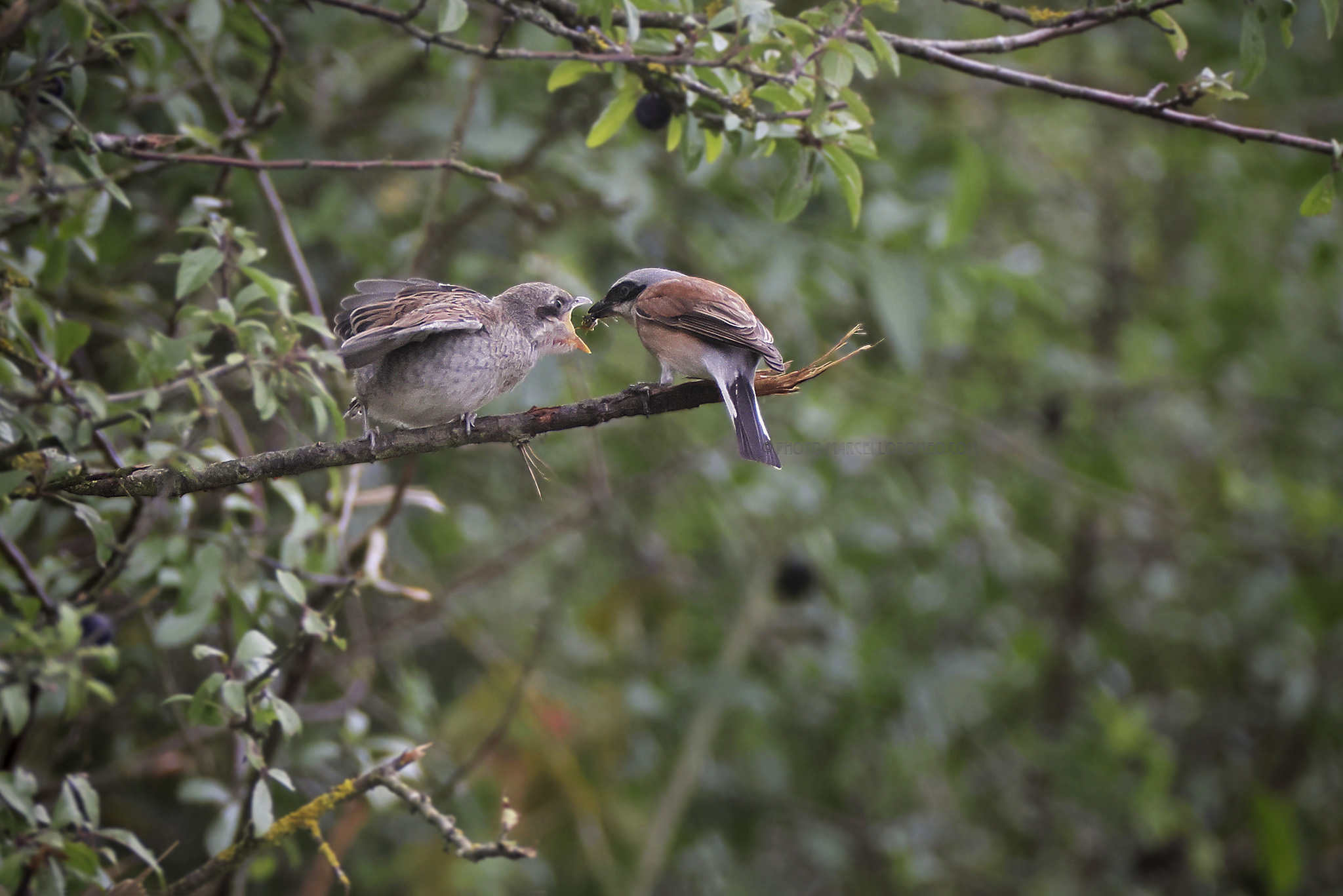 Grauwe Klauwier; Red-backed Shrike; Lanius collurio