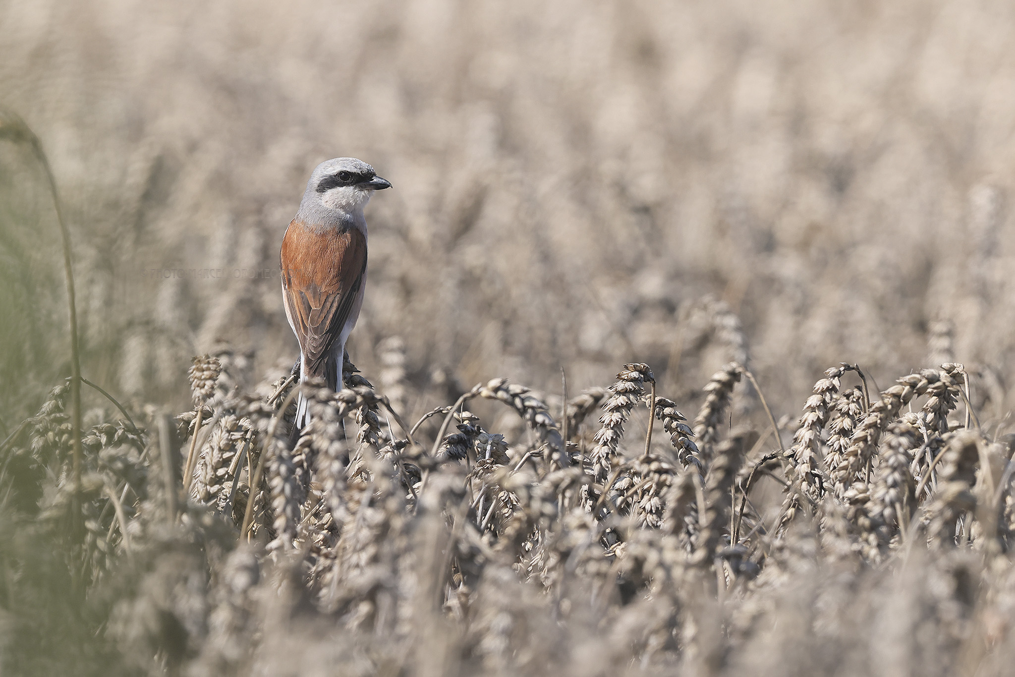 Grauwe Klauwier; Red-backed Shrike; Lanius collurio