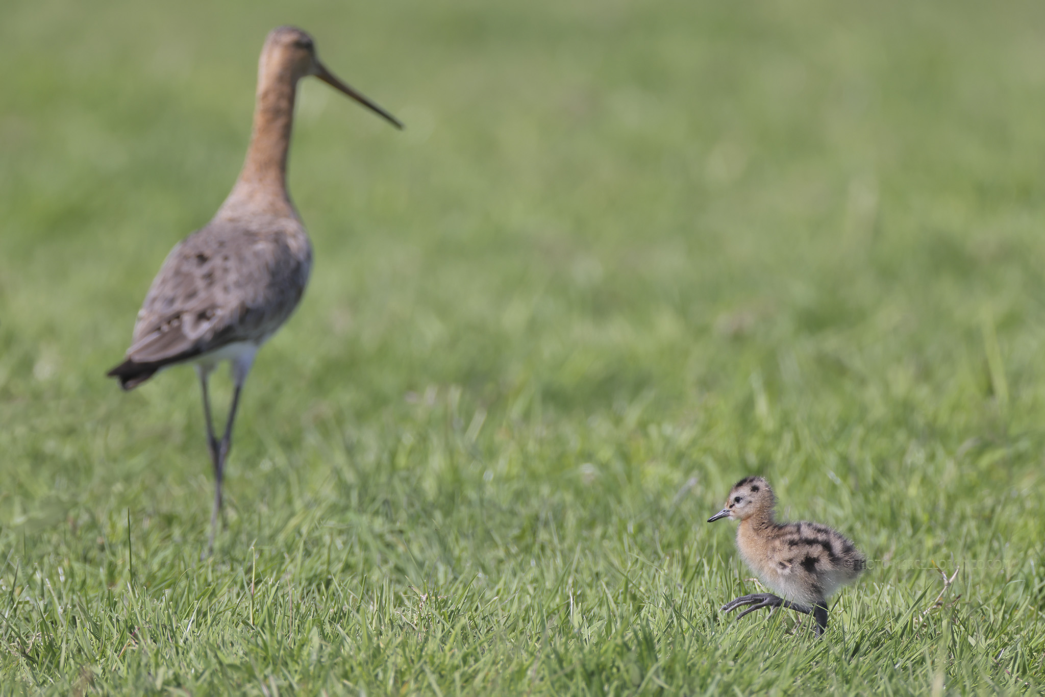 Grutto; Black-tailed Godwit; Limosa limosa