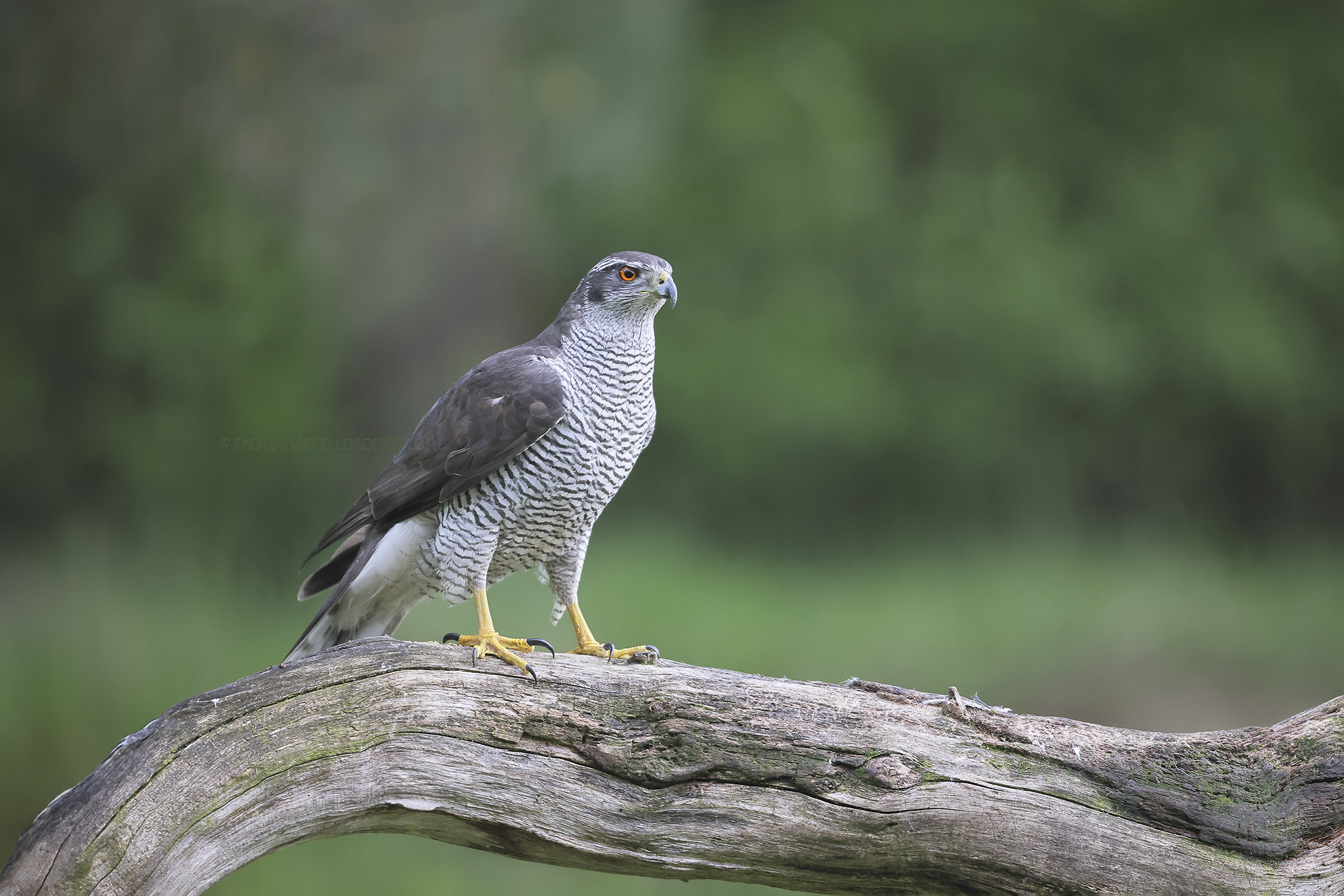 Havik; Northern Goshawk; Accipiter gentilis