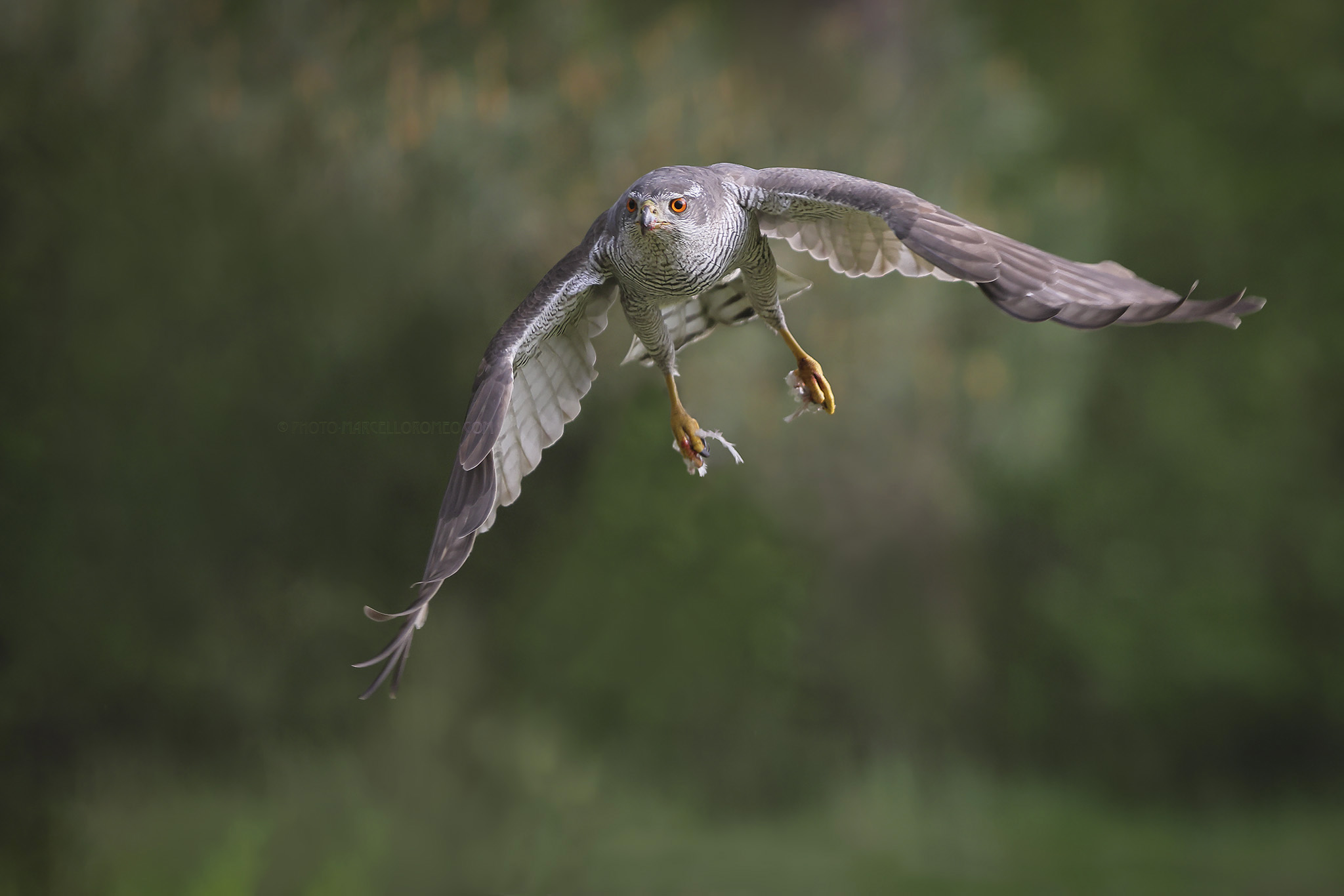 Havik; Northern Goshawk; Accipiter gentilis