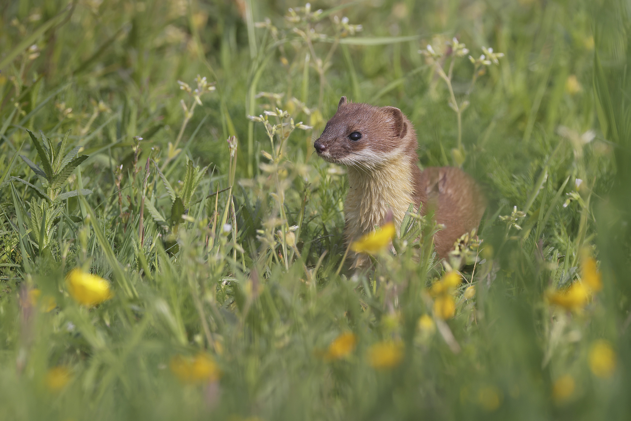 Hermelijn kijkt voor een ogenblik op uit het hoge gras