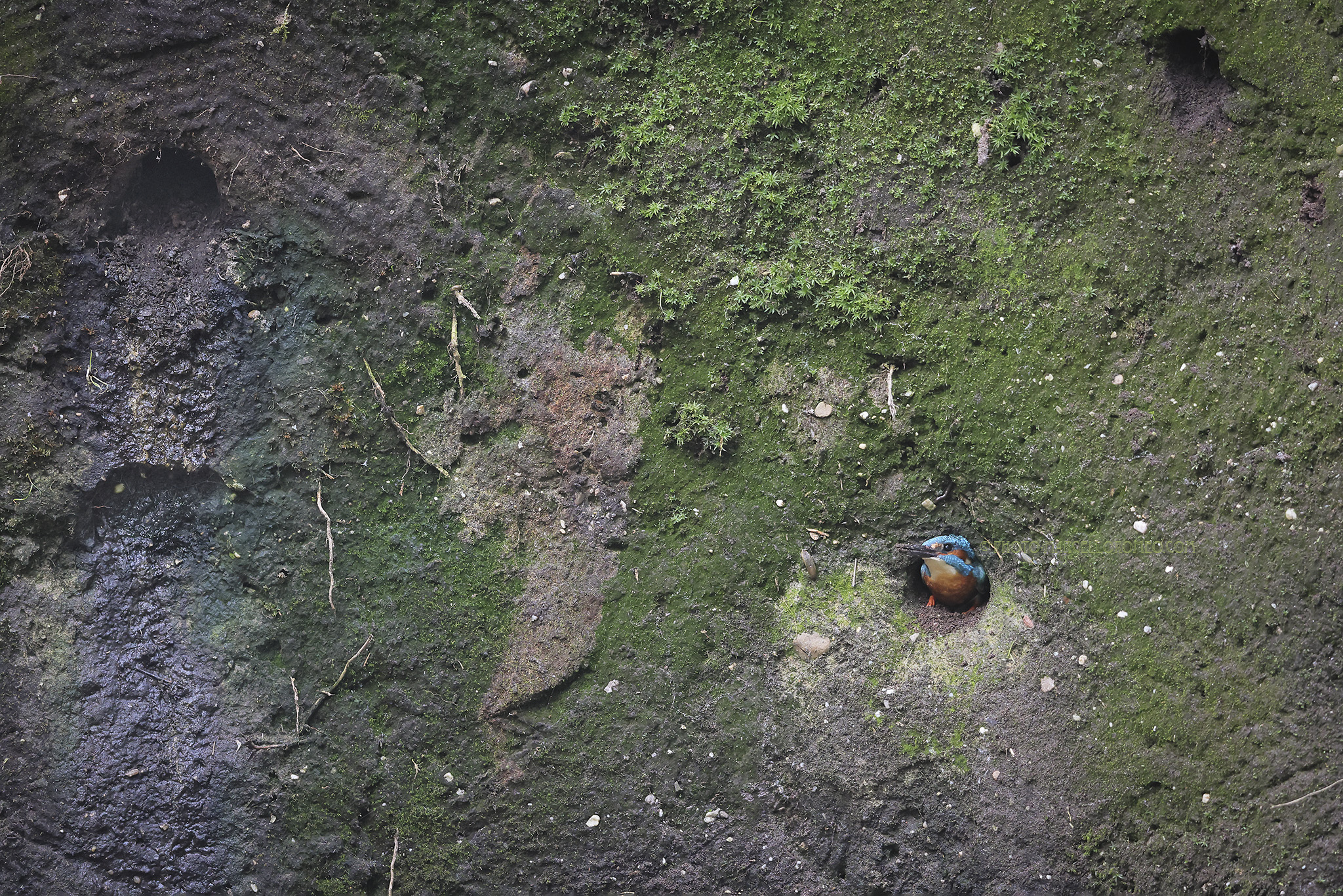 IJsvogel; Common Kingfisher; Alcedo atthis