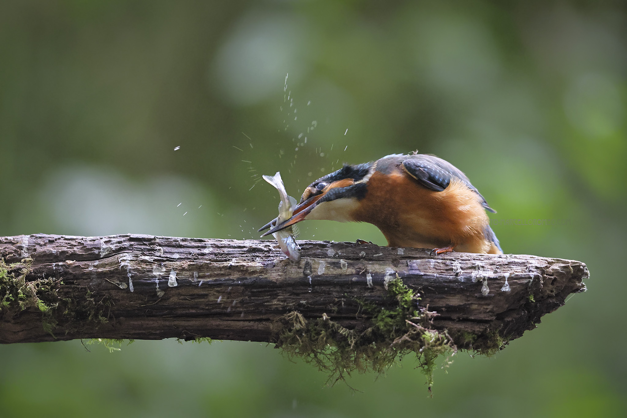 IJsvogel; Common Kingfisher; Alcedo atthis