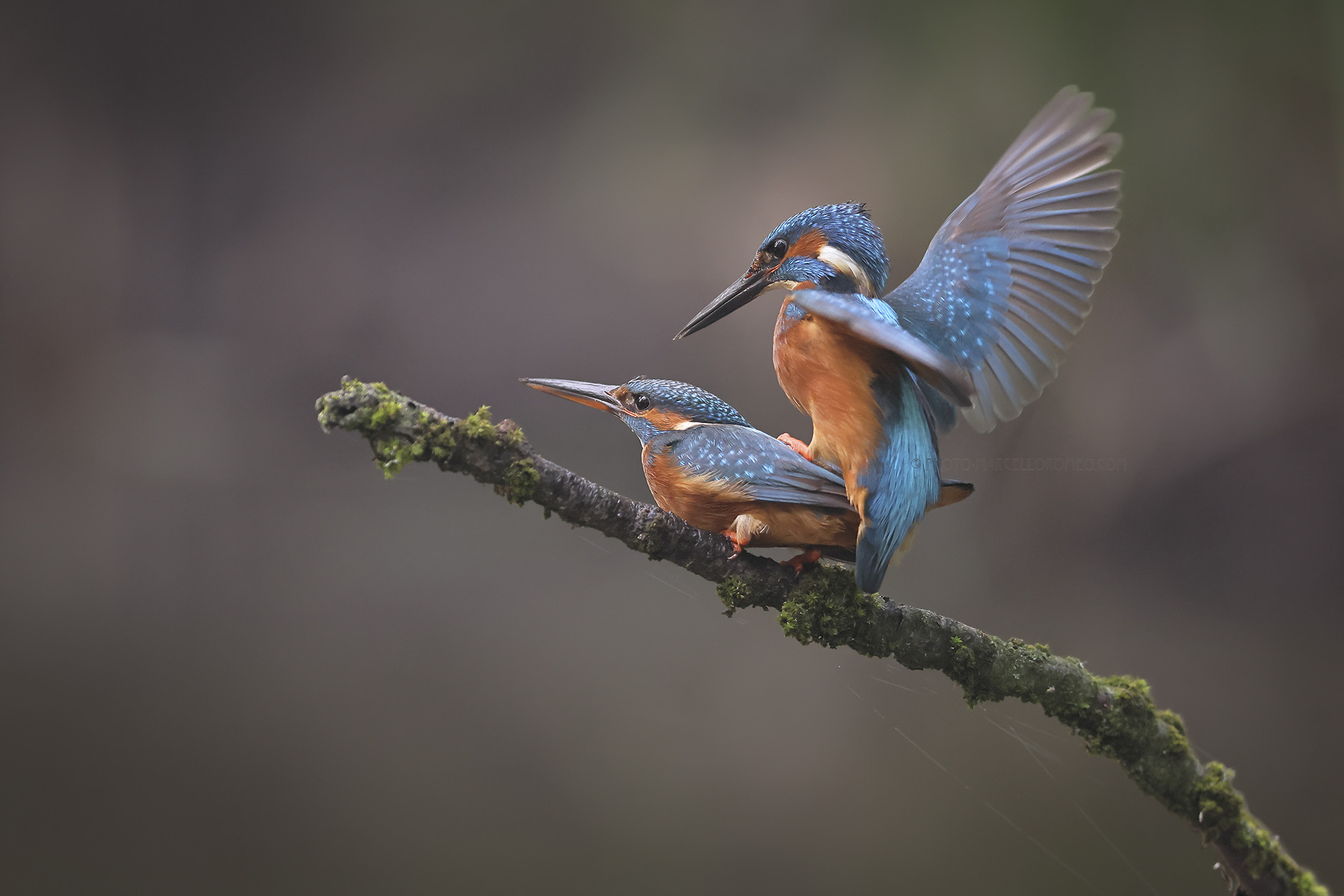 IJsvogel; Kingfisher; Alcedo atthis