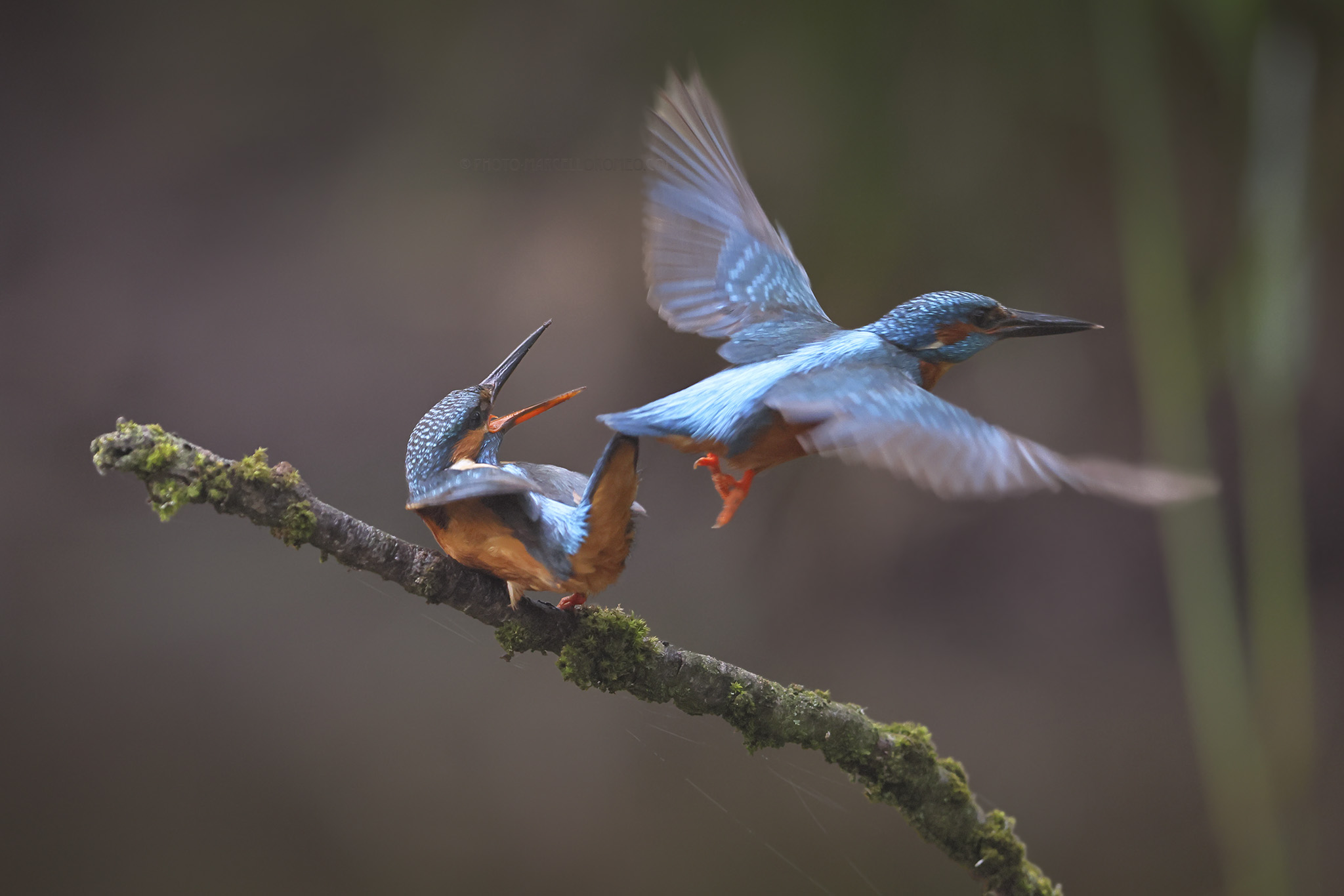 IJsvogel; Kingfisher; Alcedo atthis