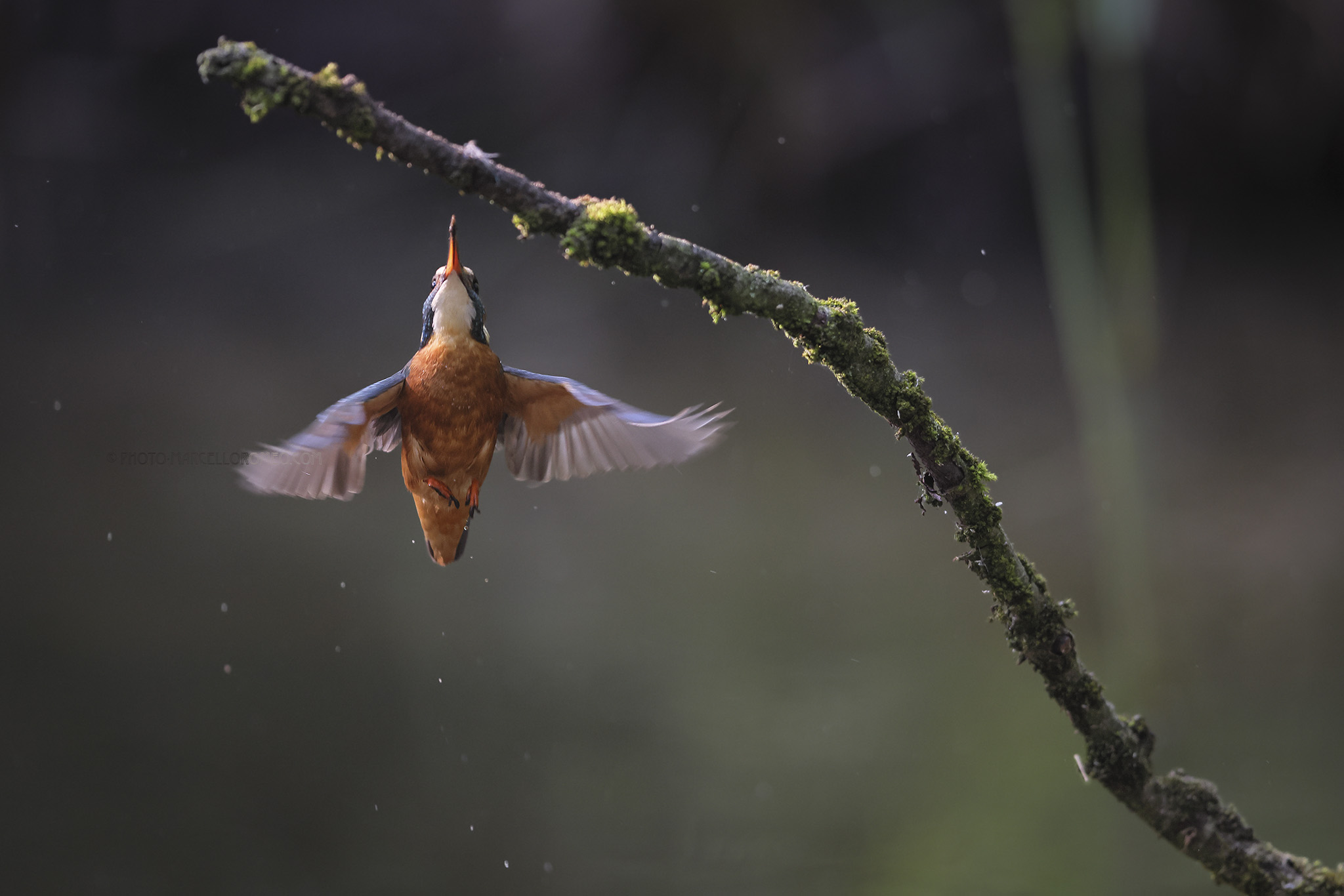 IJsvogel; Kingfisher; Alcedo atthis
