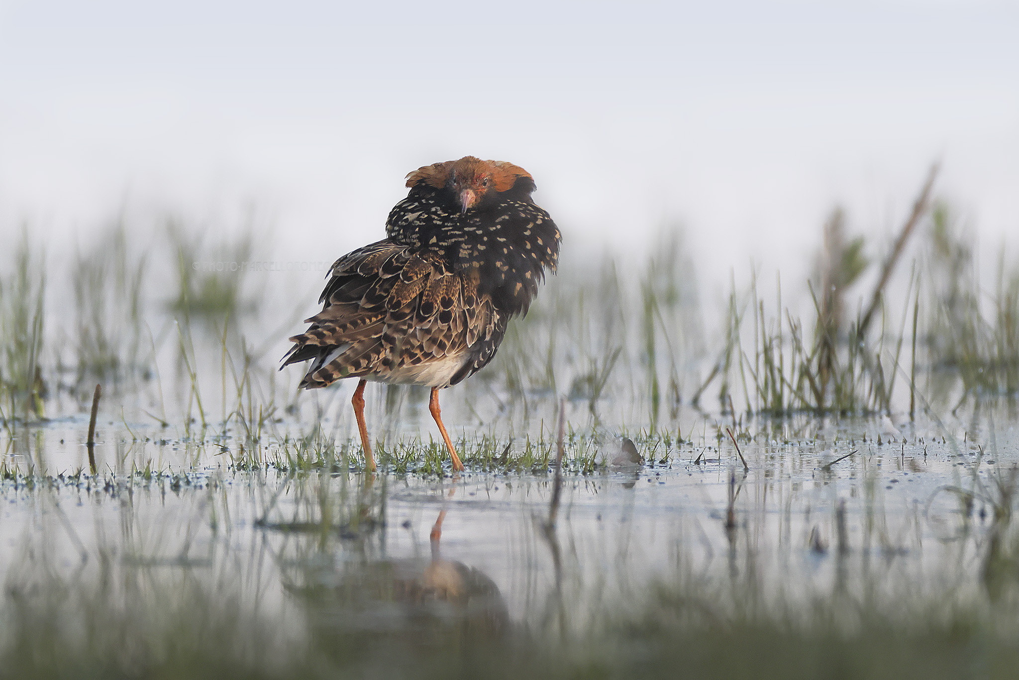 Kemphaan; Ruff; Calidris pugnax