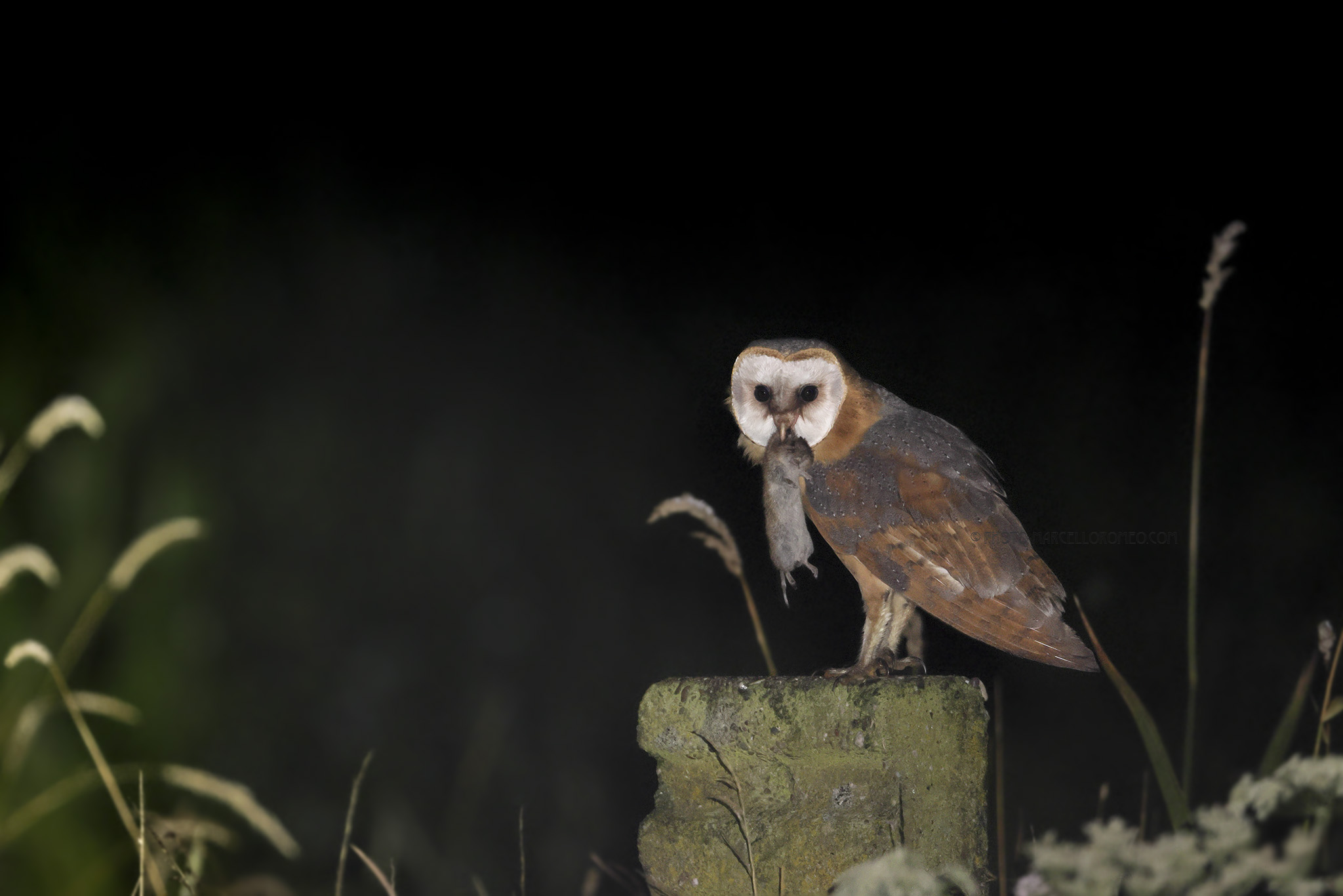 Kerkuil; Western Barn Owl; Tyto alba