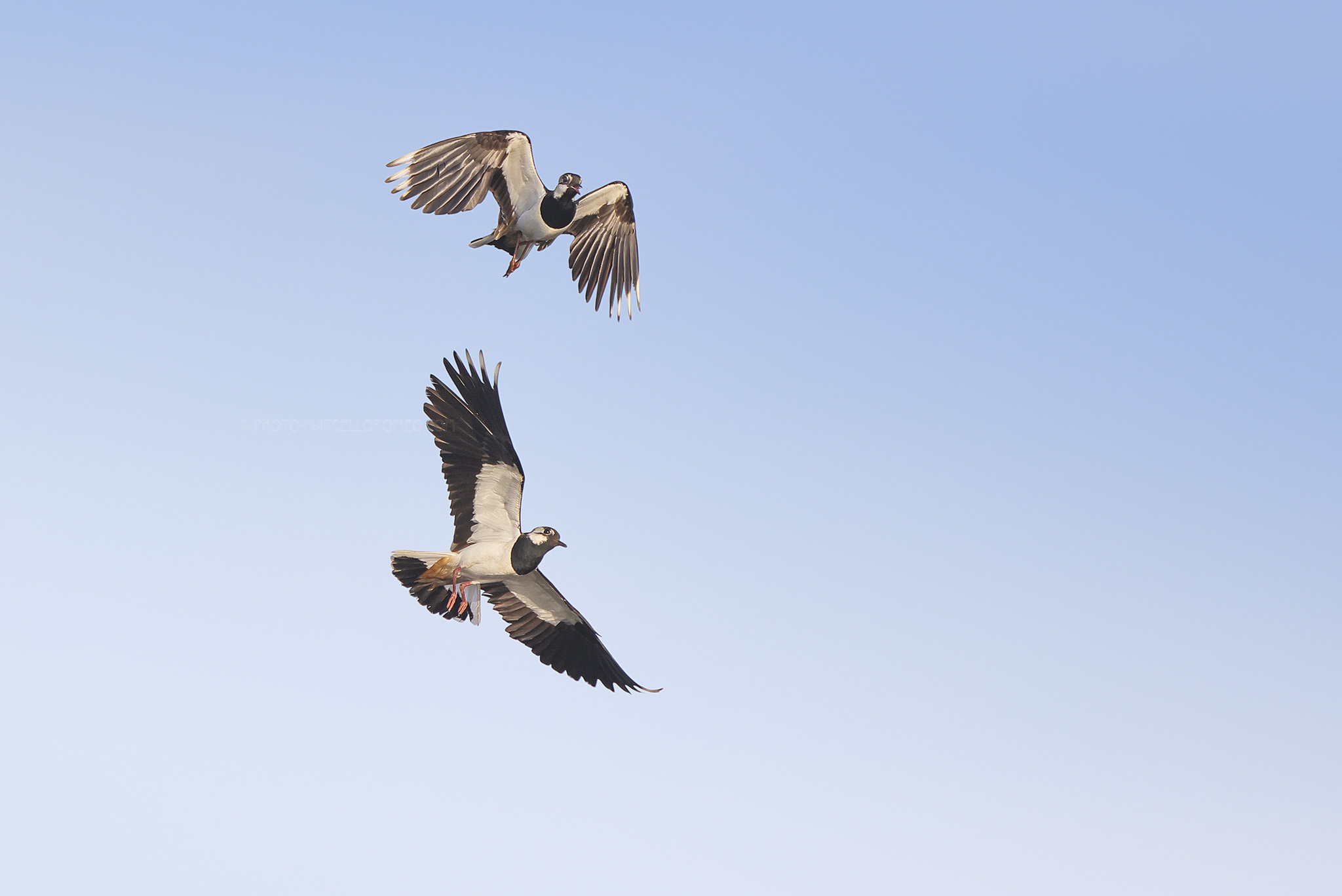 Kievit; Northern Lapwing; Vanellus vanellus