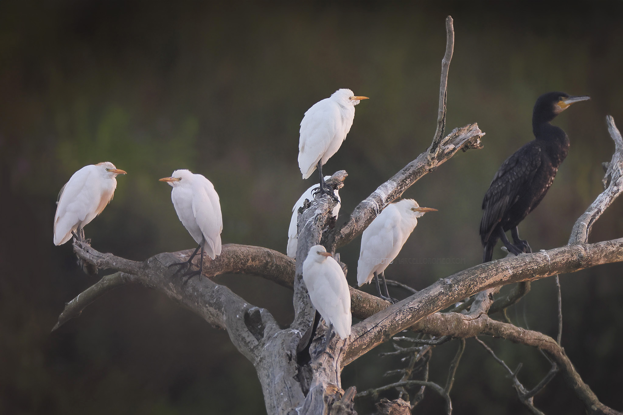 Koereiger; Western Cattle Egret; Bubulcus ibis