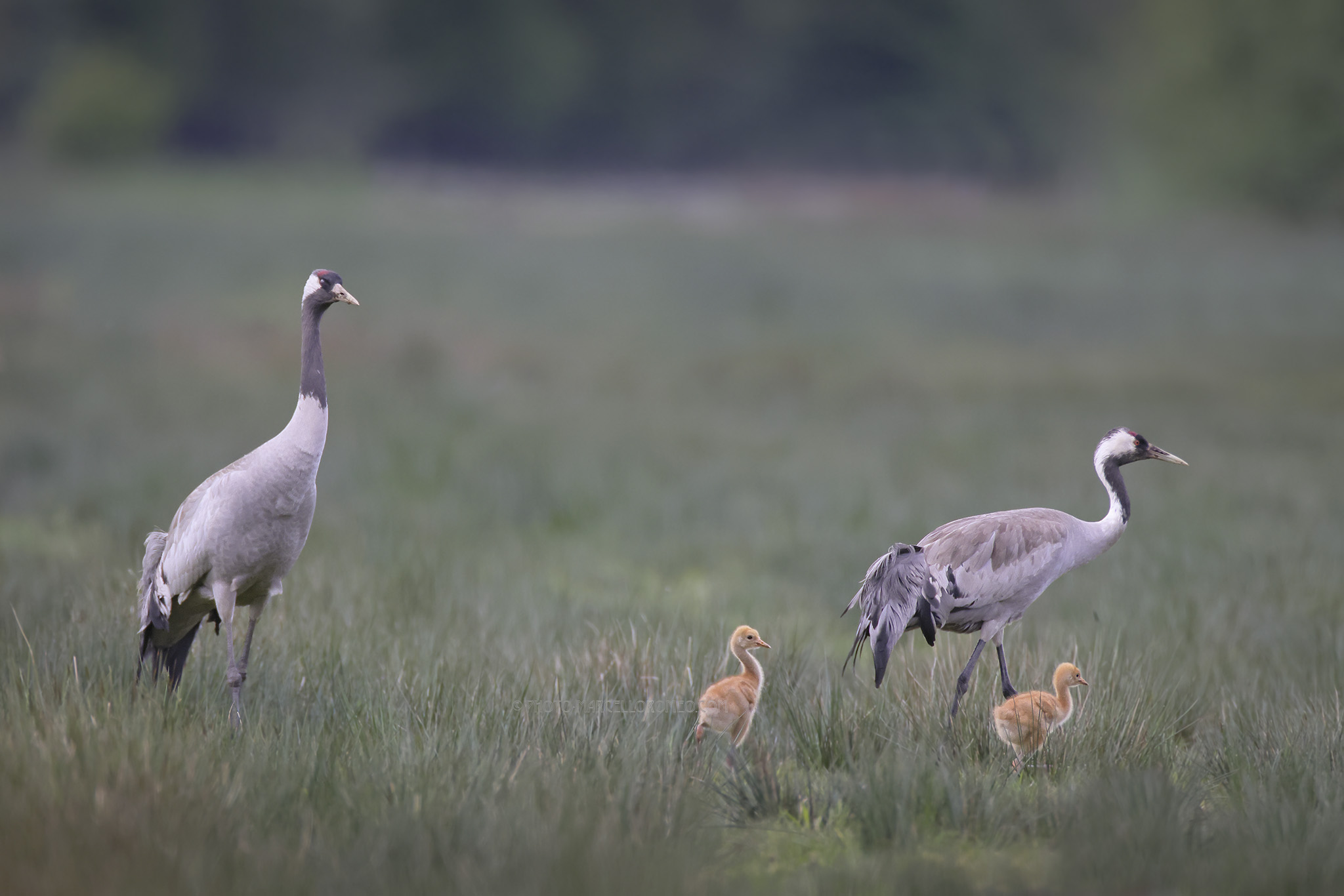 Kraanvogel; Common Crane; Grus grus
