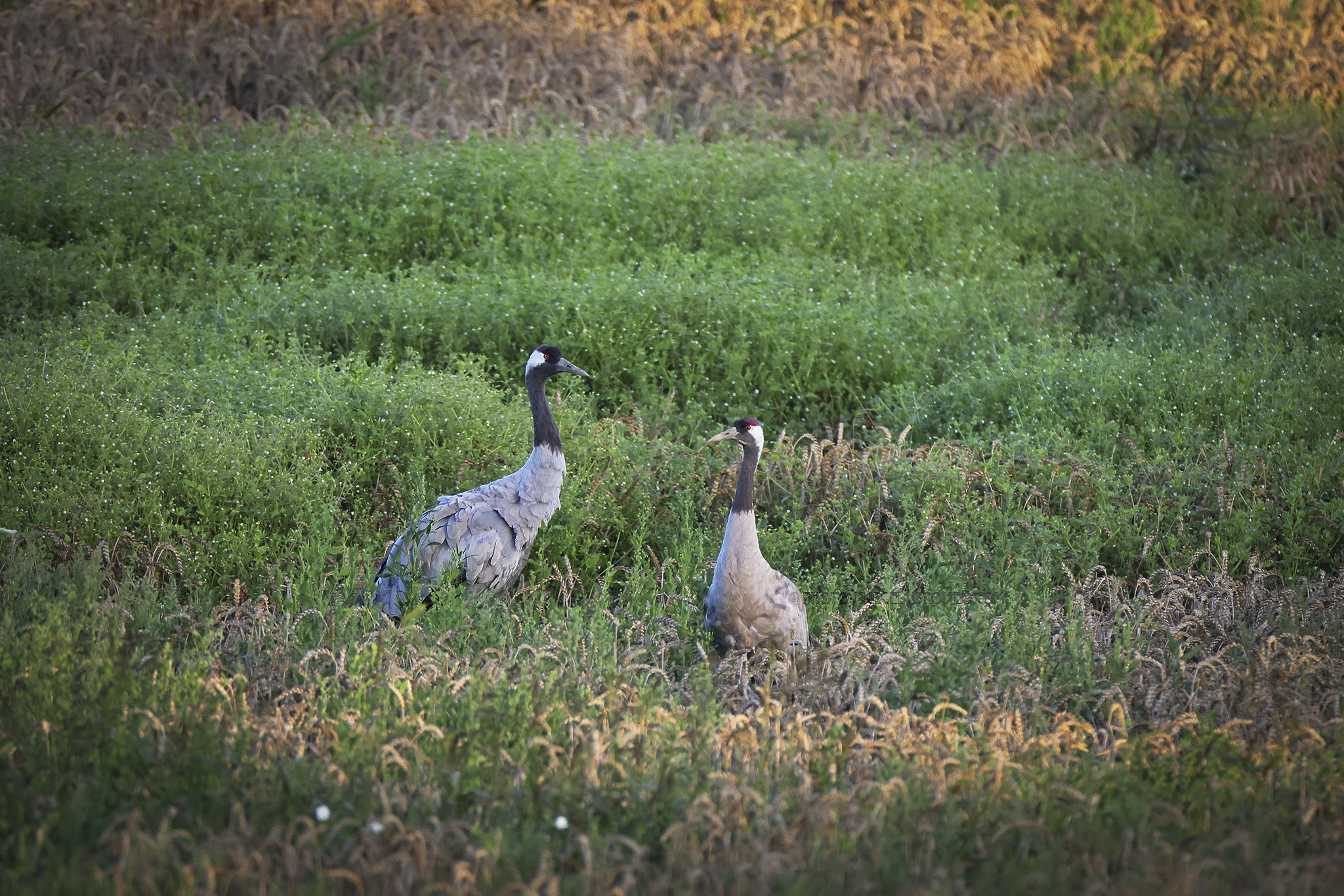 Kraanvogel; Common Crane; Grus grus