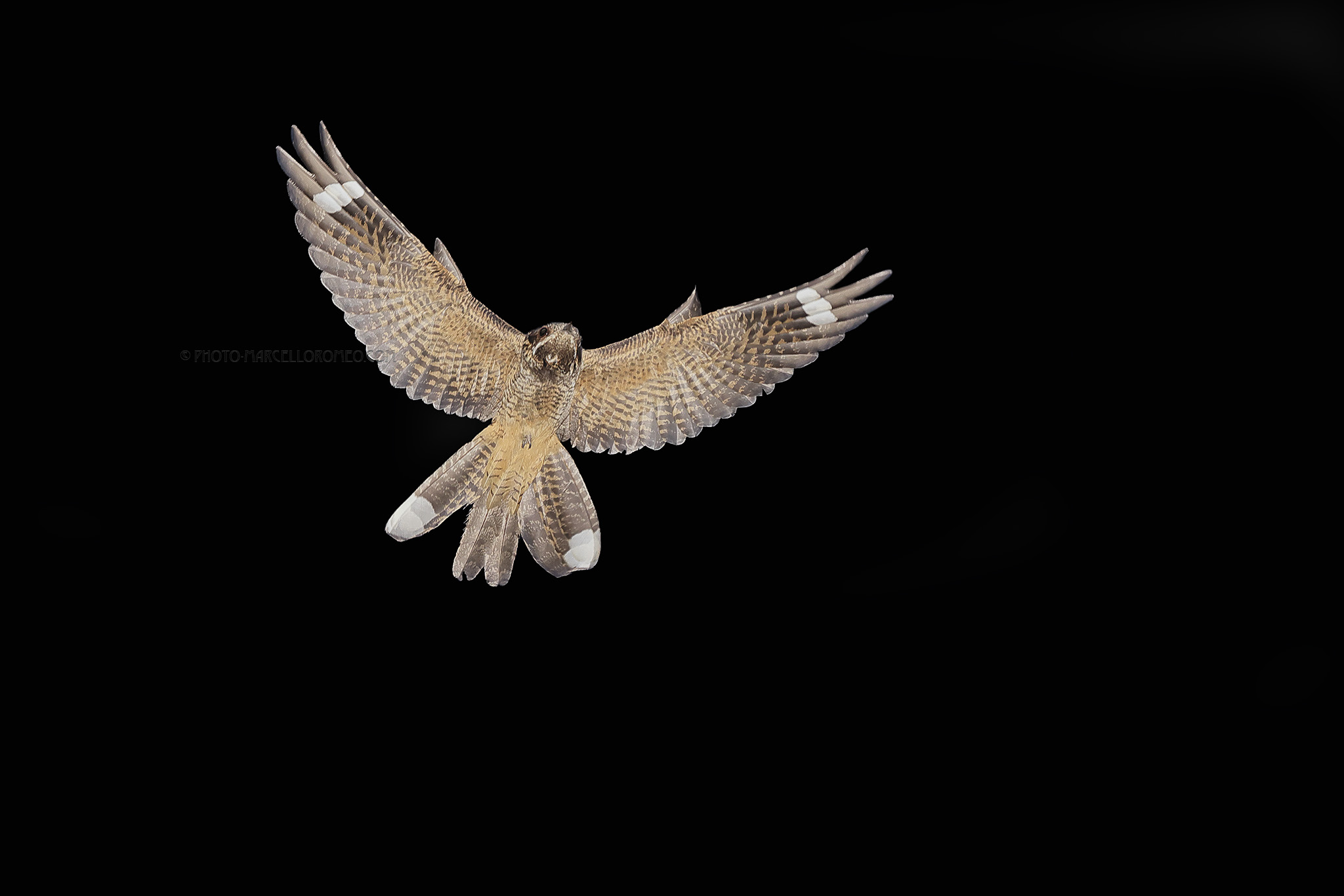 Nachtzwaluw; European Nightjar; Caprimulgus europaeus