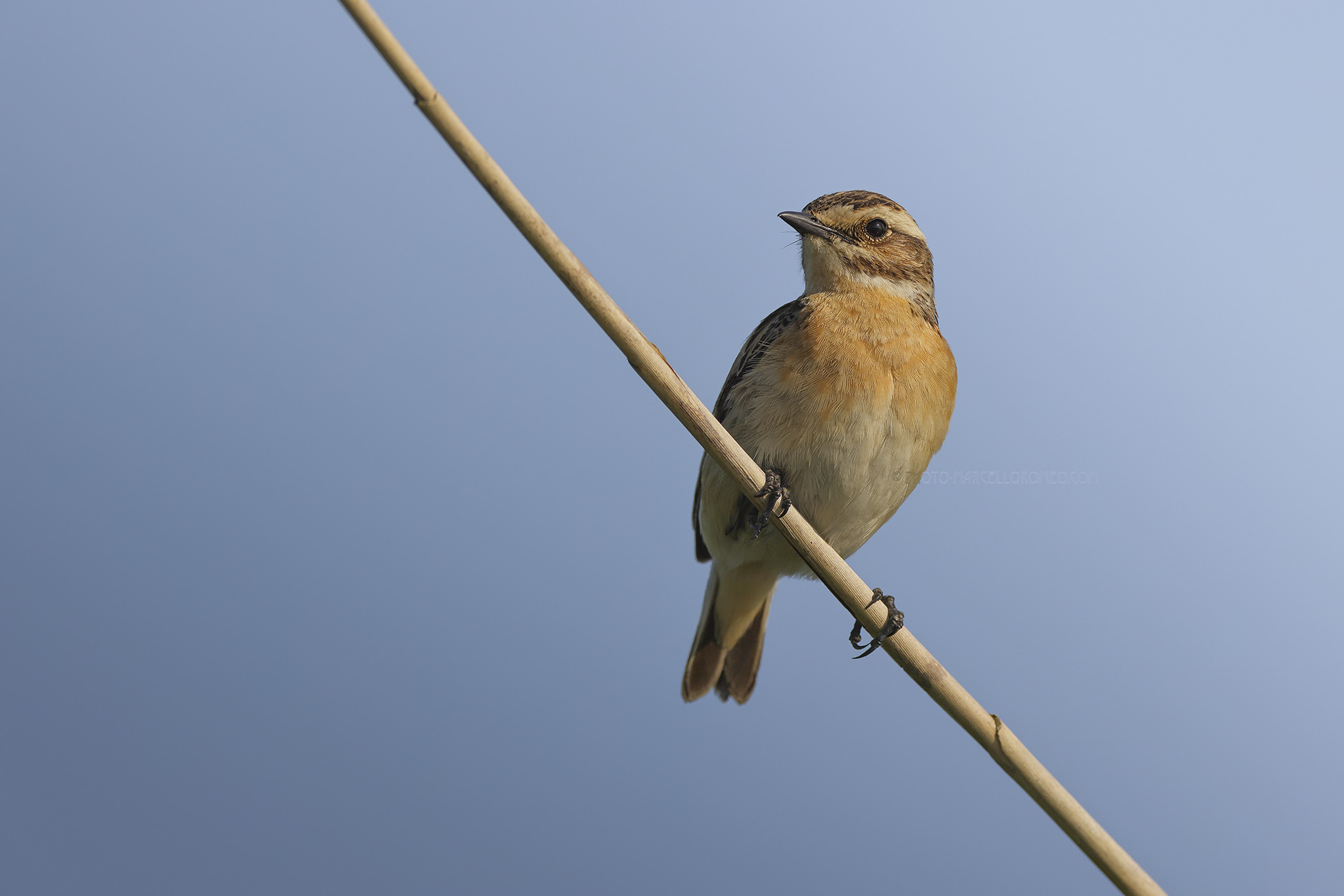 Paapje; Whinchat; Saxicola rubetra
