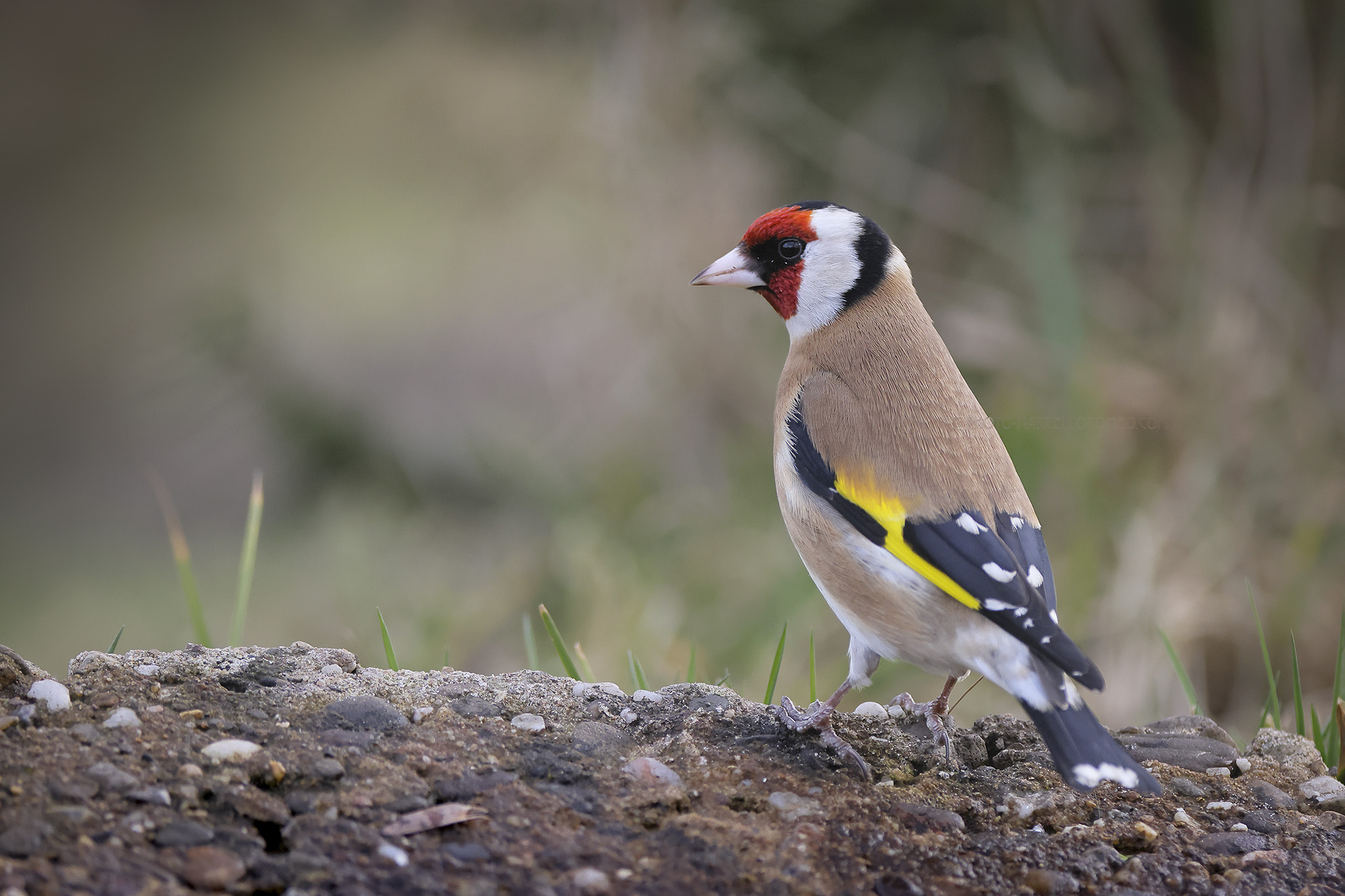 Putter; European Goldfinch; Carduelis carduelis