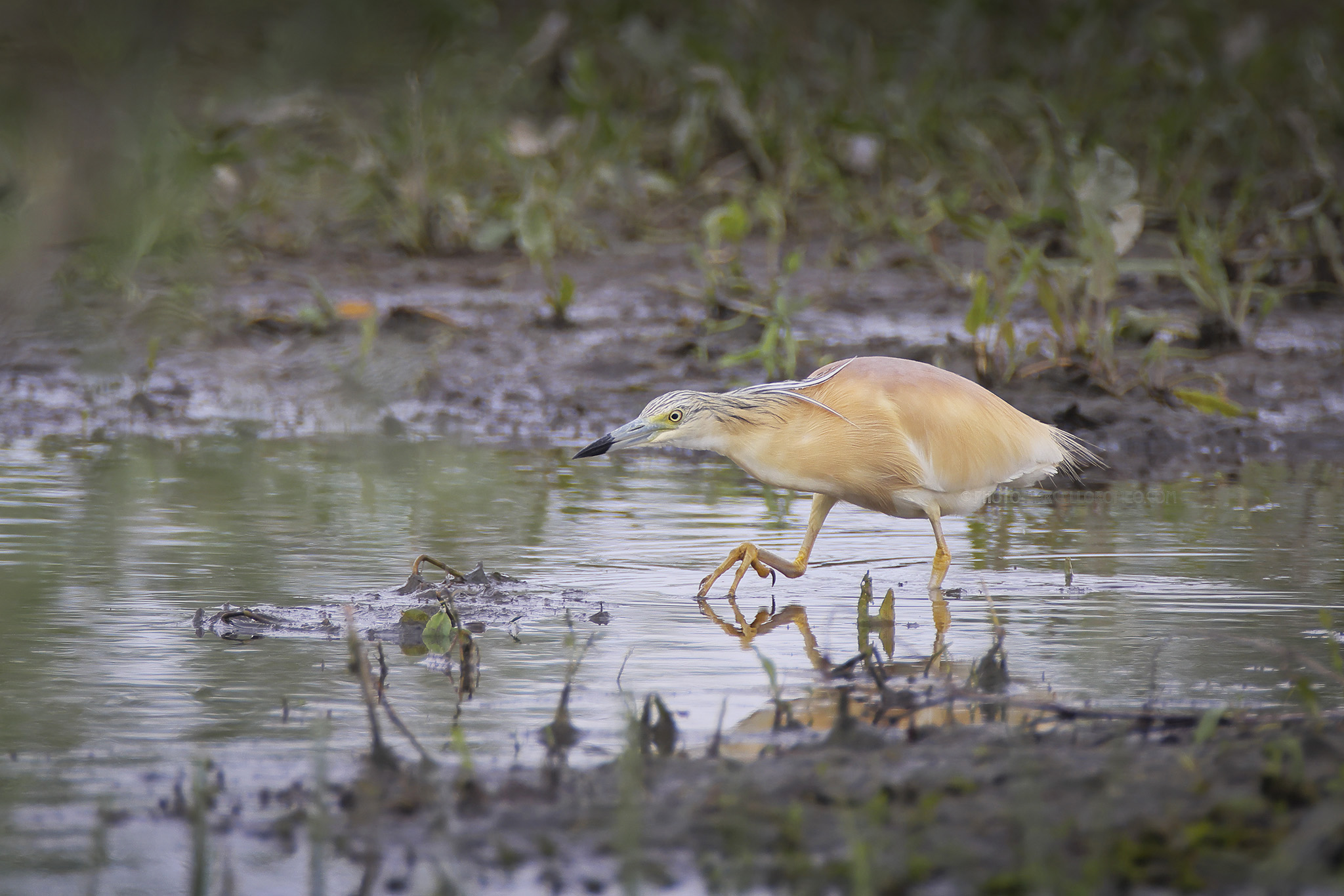 Ralreiger; Squacco Heron; Ardeola ralloides