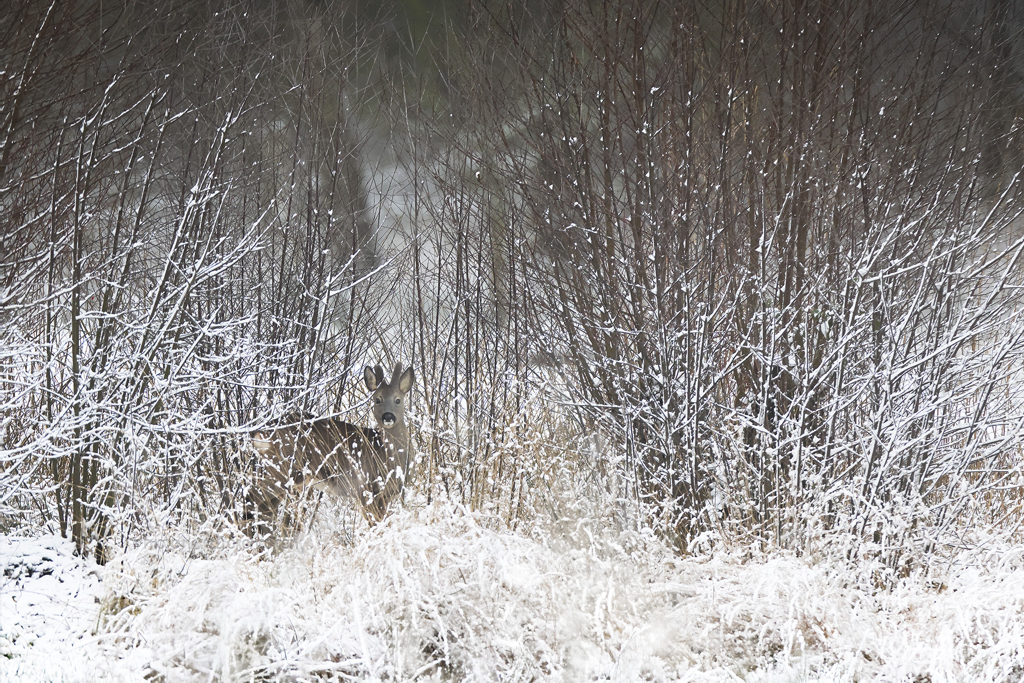Ree; Roe Deer; Capreolus capreolus