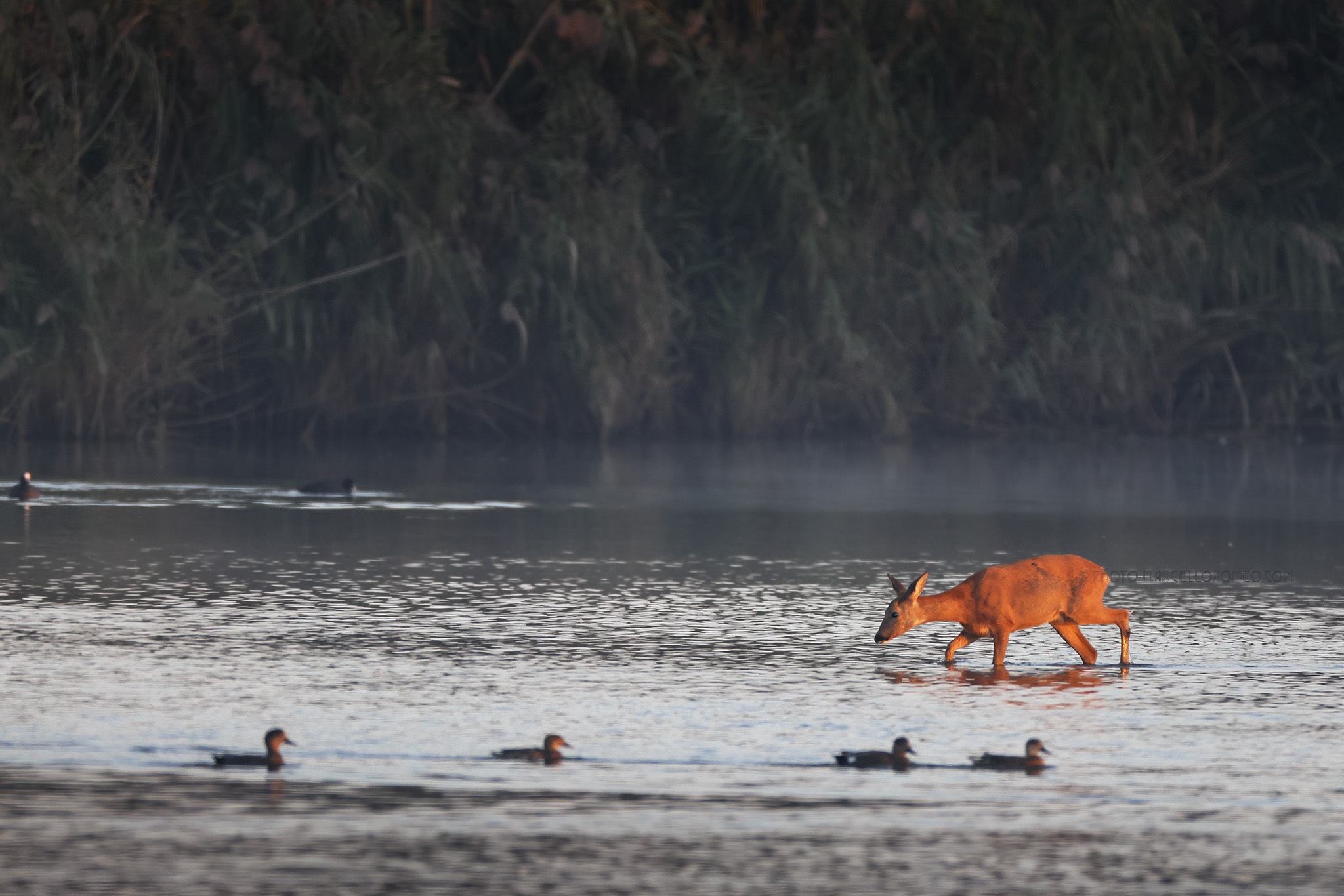 Ree; Roe Deer; Capreolus capreolus