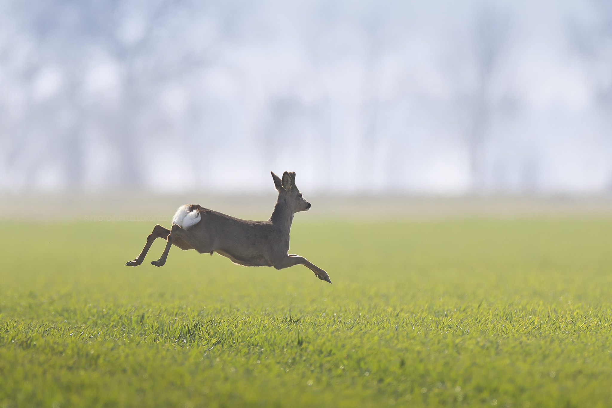 Ree; Roe Deer; Capreolus capreolus
