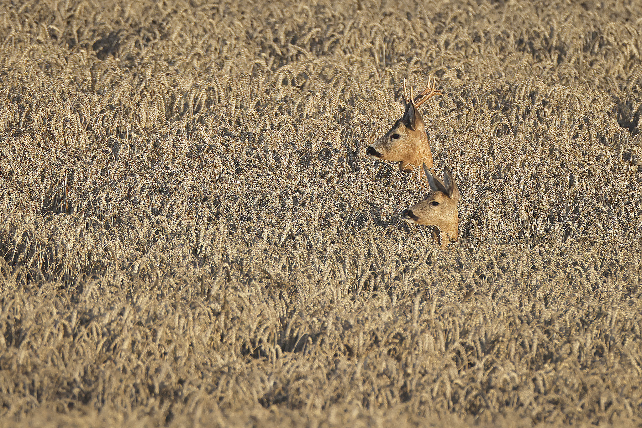 Ree; Roe Deer; Capreolus capreolus