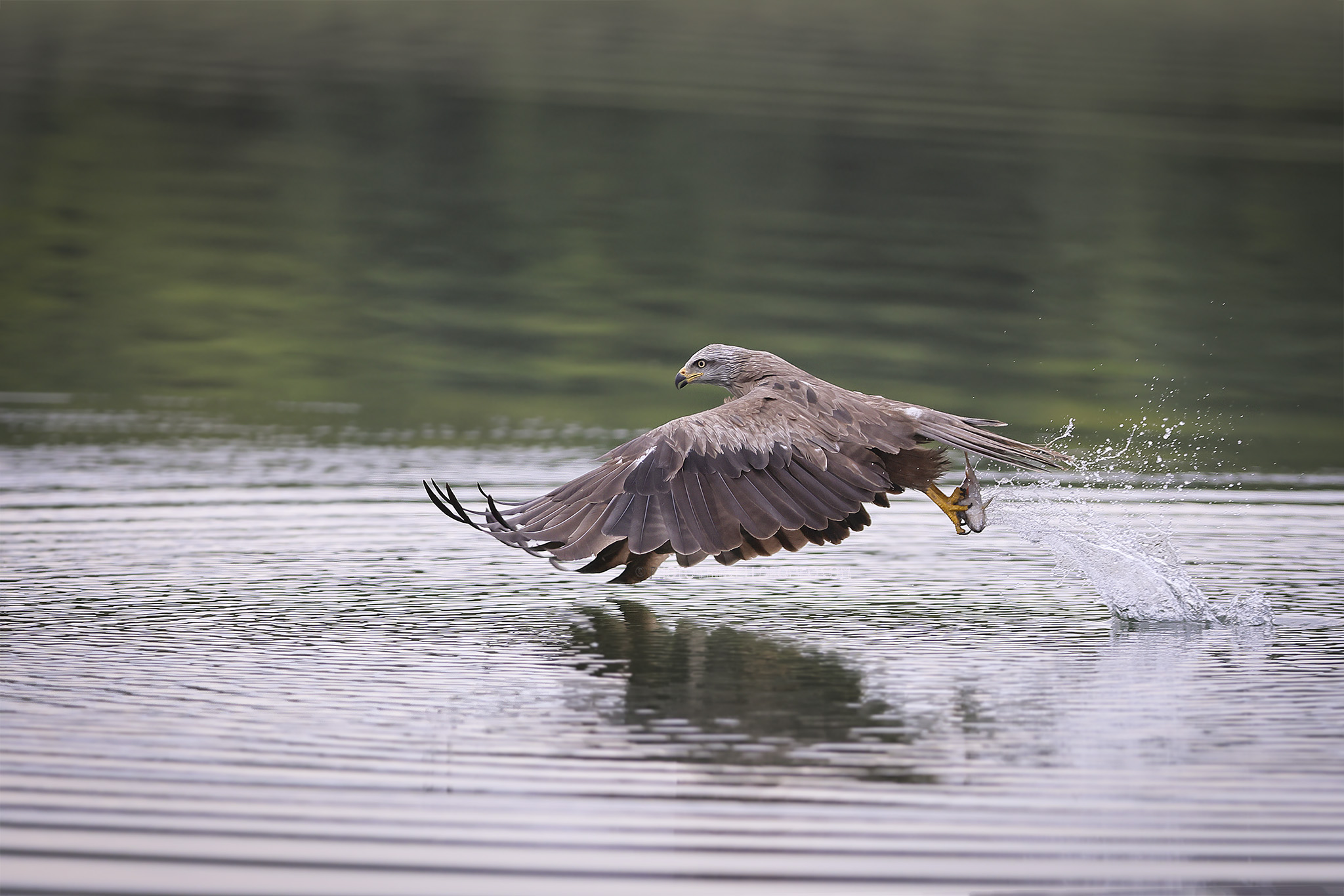 Rode Wouw; Red Kite; Milvus milvus