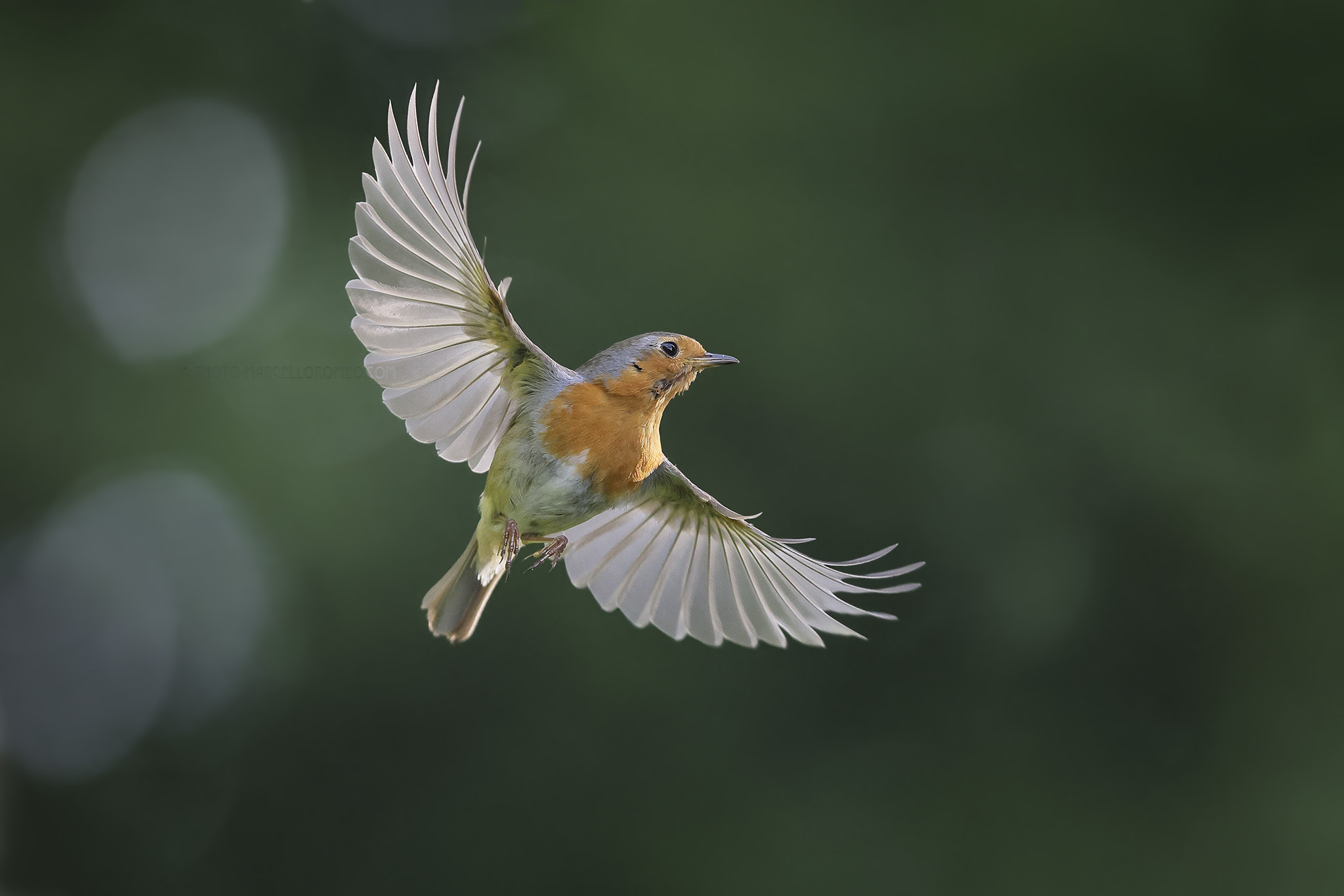 Roodborst; European Robin; Erithacus rubecula