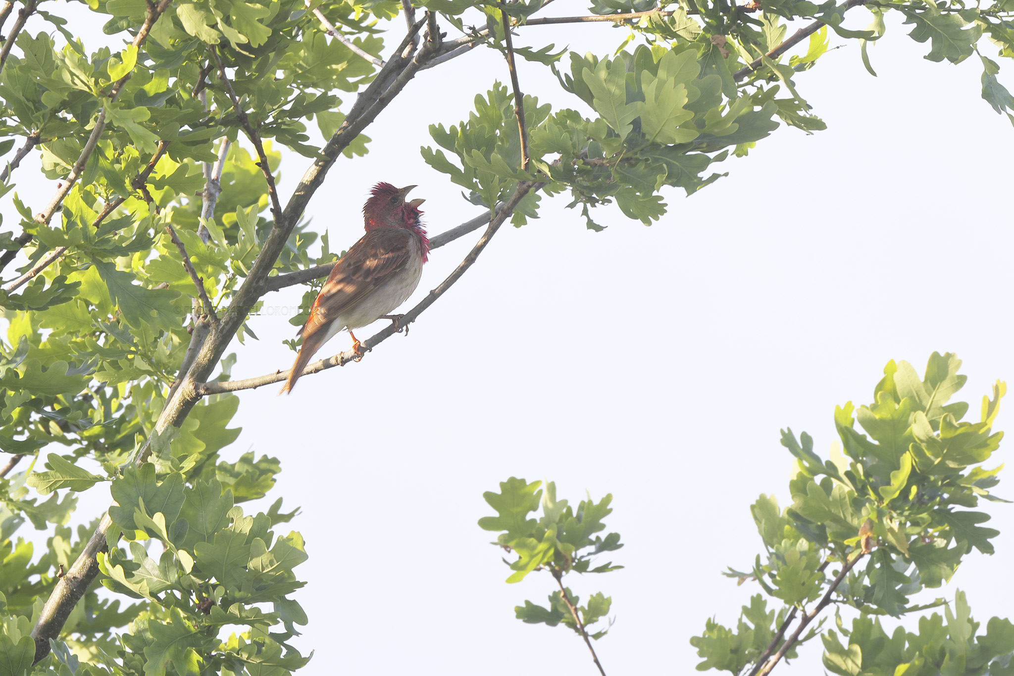 Roodmus; Common Rosefinch; Carpodacus erythrinus